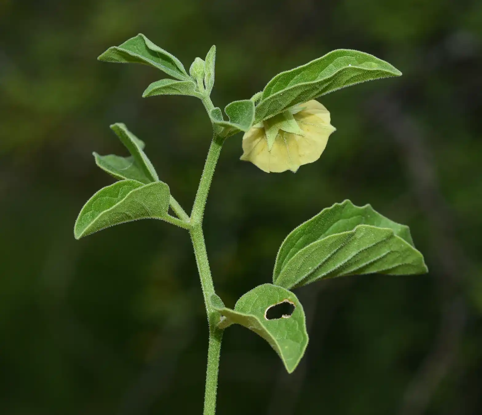 Physalis viscosa L.