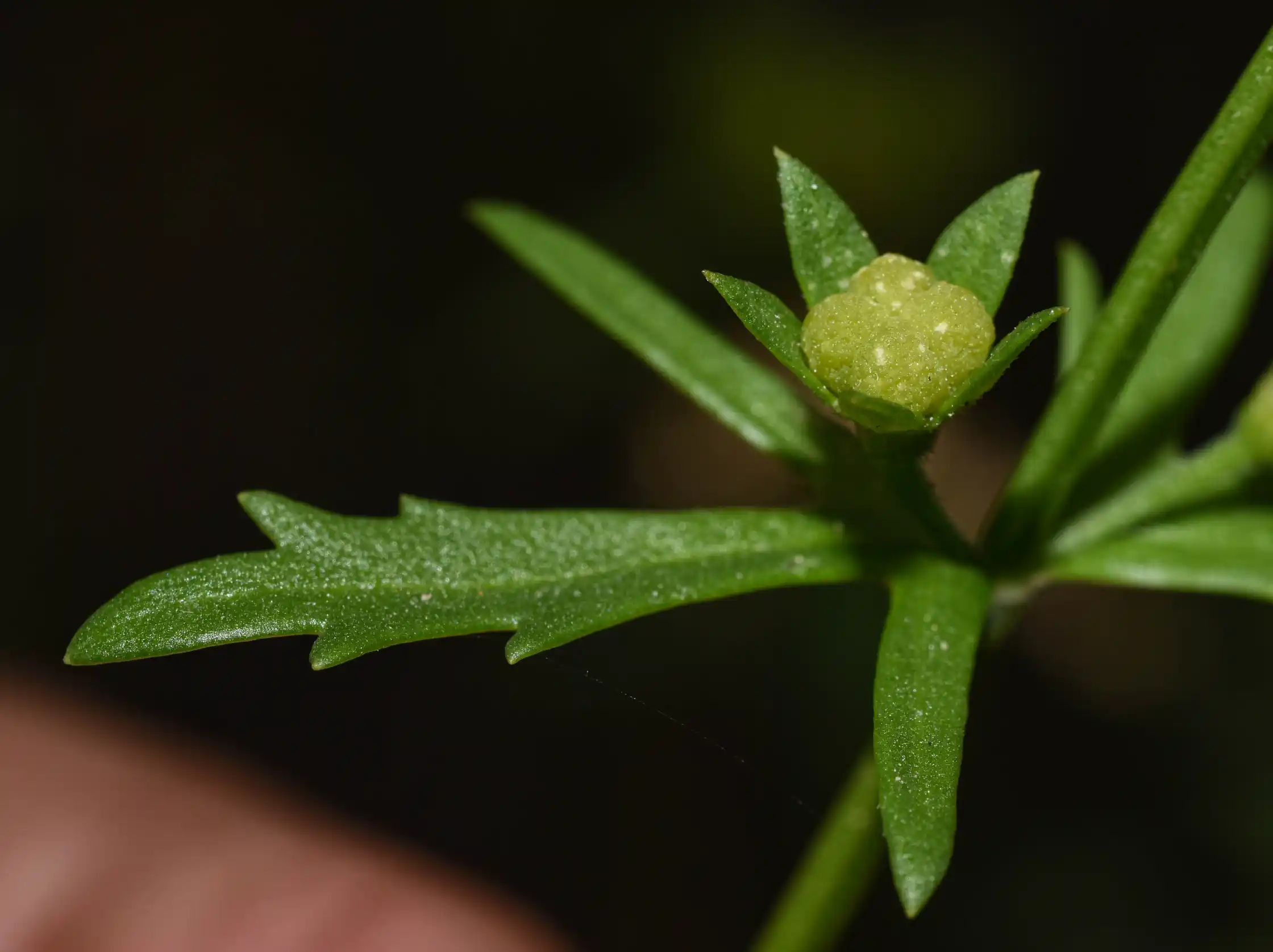 Teucrium cubense Jacq.