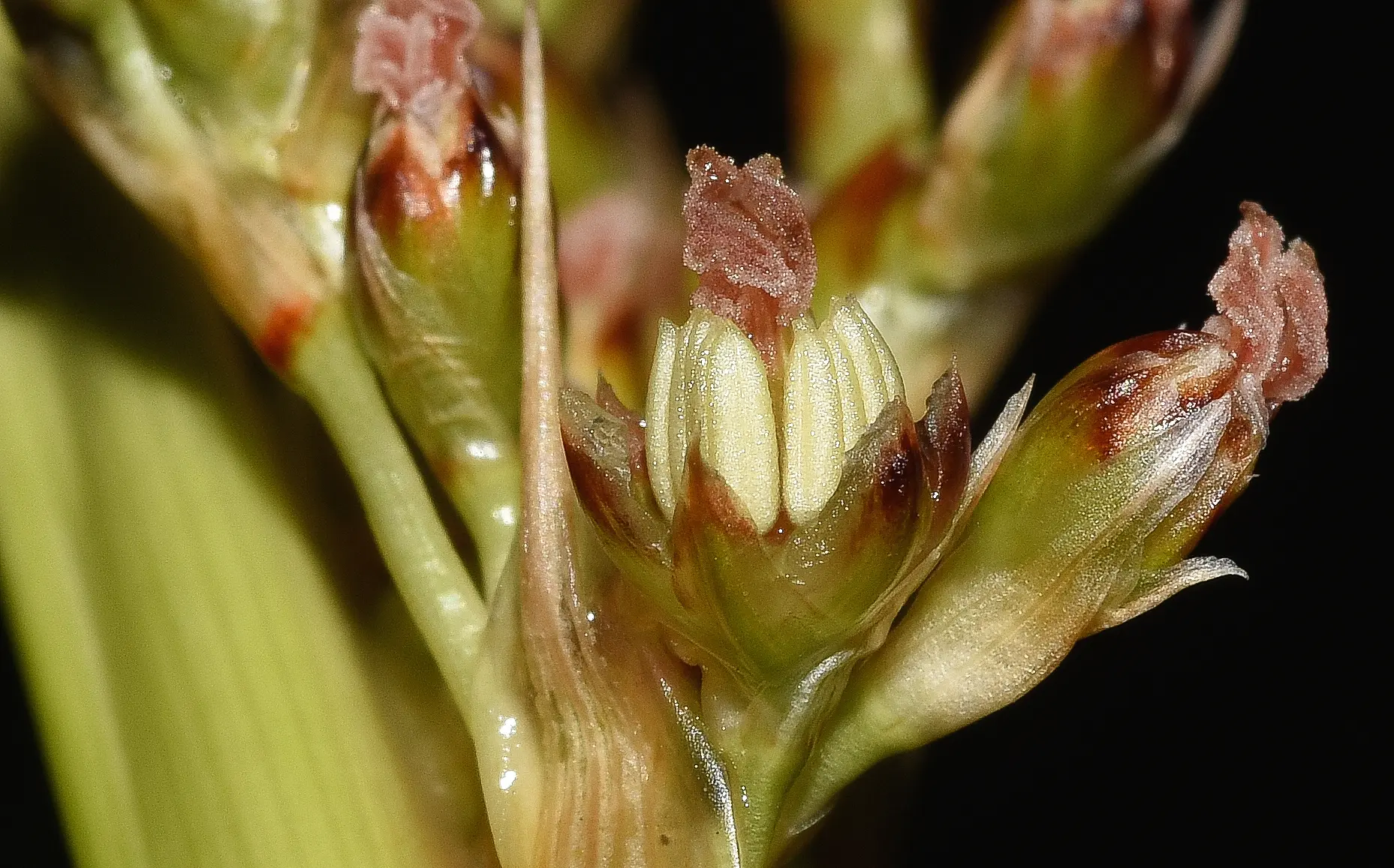 Juncus acutus subsp. leopoldii (Parl.) Snogerup