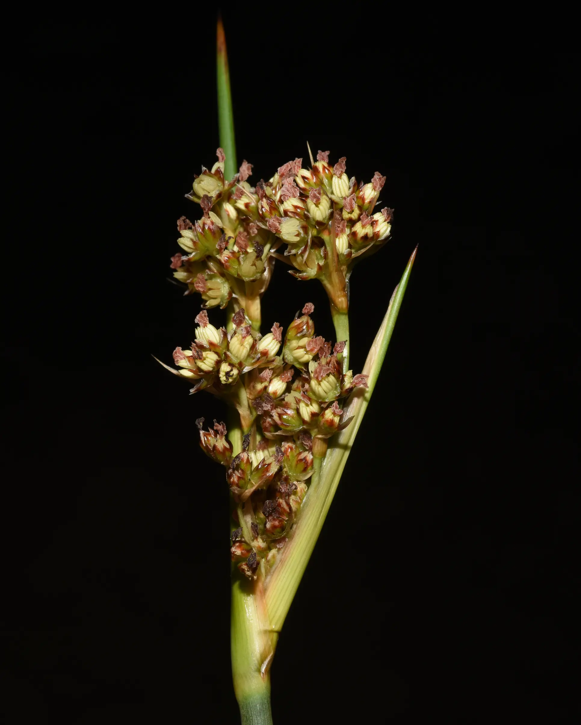 Juncus acutus subsp. leopoldii (Parl.) Snogerup