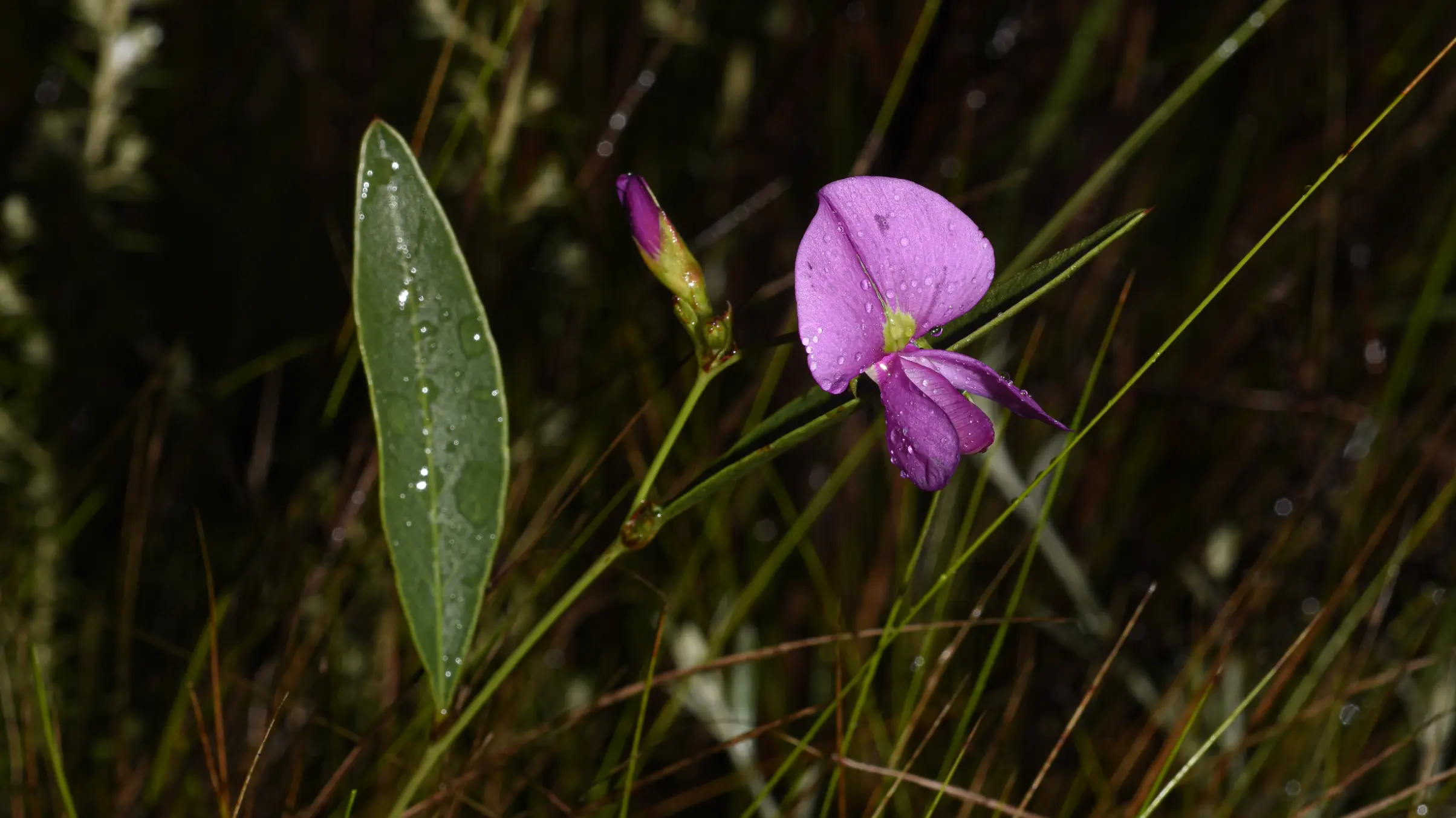 Nanogalactia heterophylla (Gillies ex Hook.) L.P.Queiroz