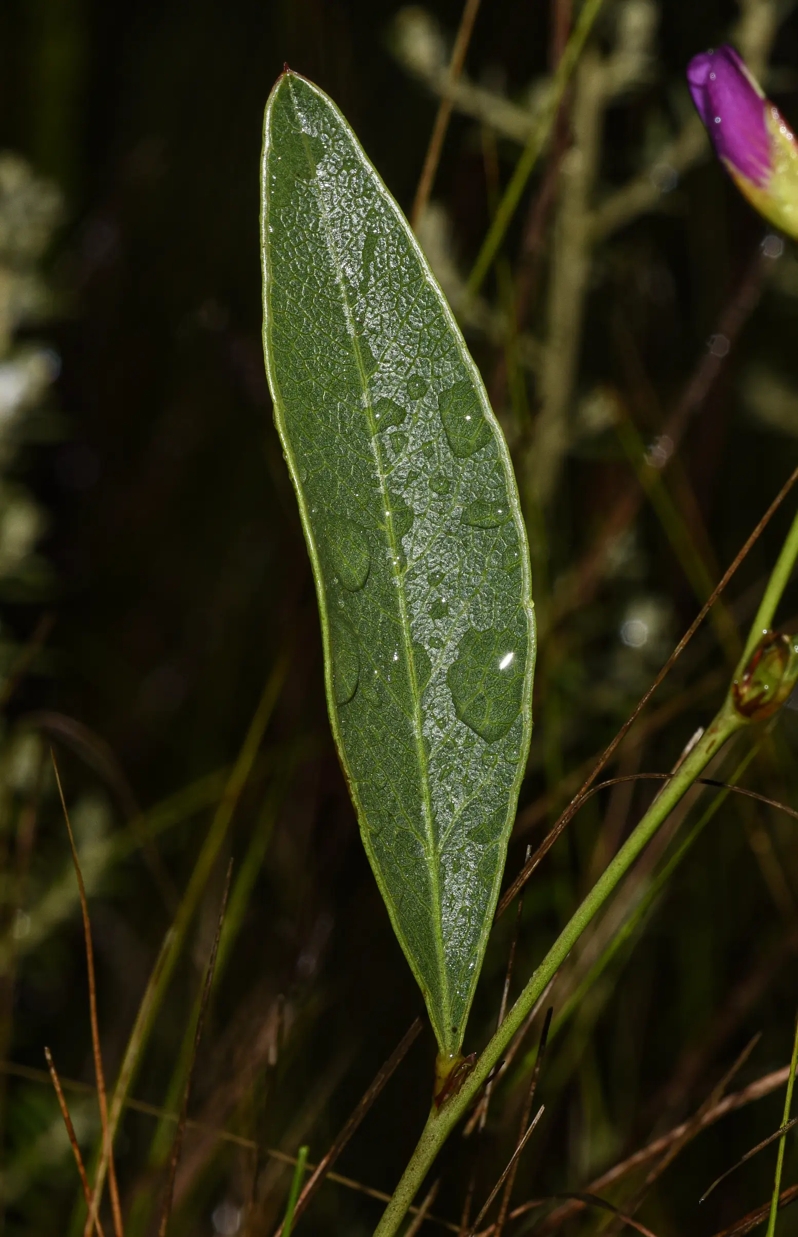 Nanogalactia heterophylla (Gillies ex Hook.) L.P.Queiroz