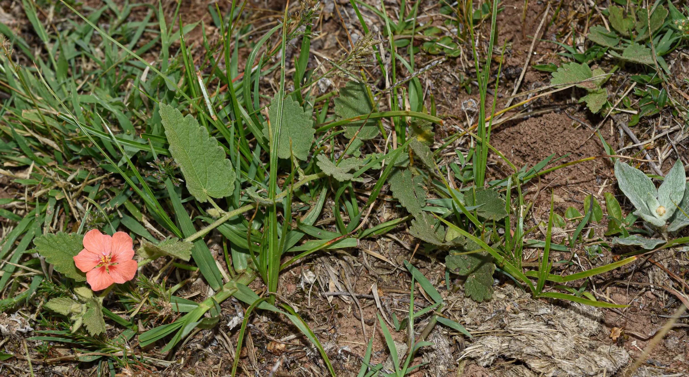 Krapovickasia flavescens (Cav.) Fryxell
