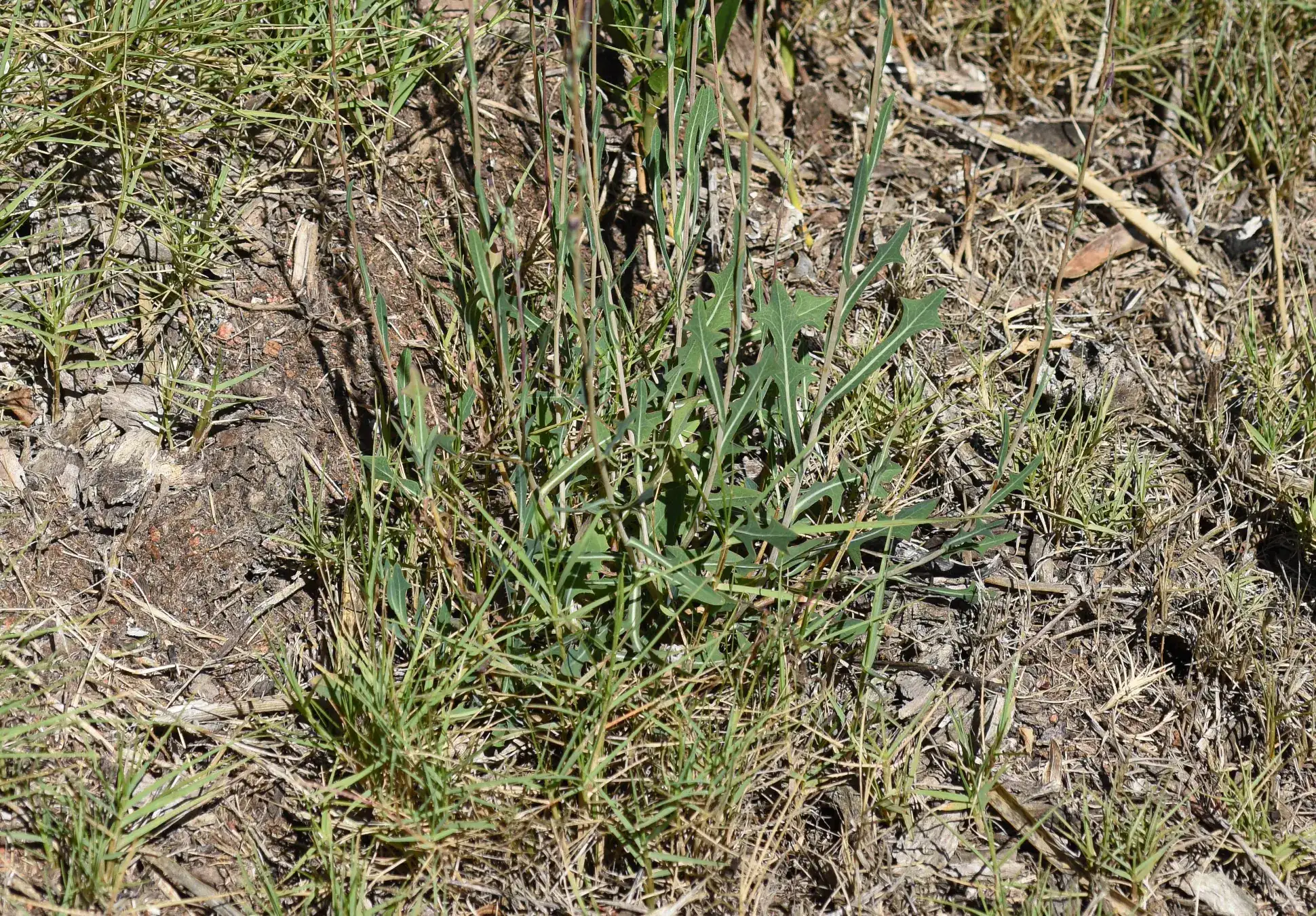 Lactuca saligna L.