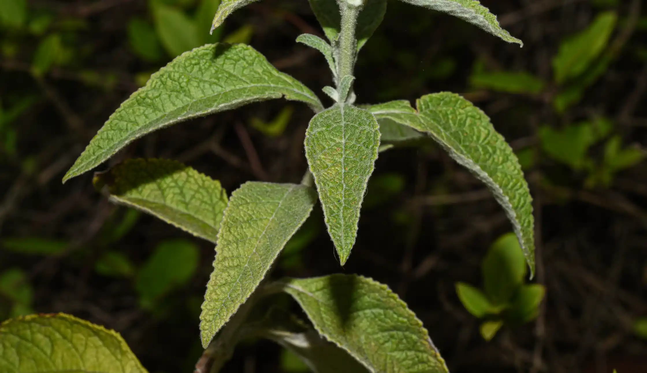 Buddleja stachyoides Cham. & Schltdl.