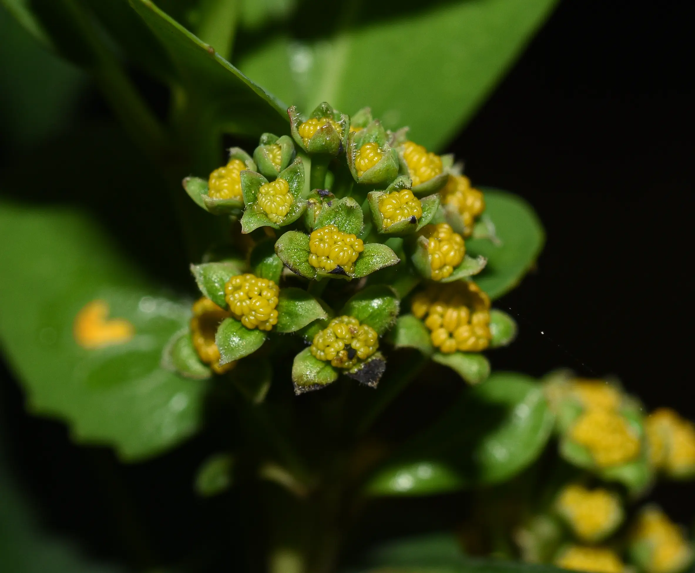 Azara uruguayensis (Speg.) Sleumer