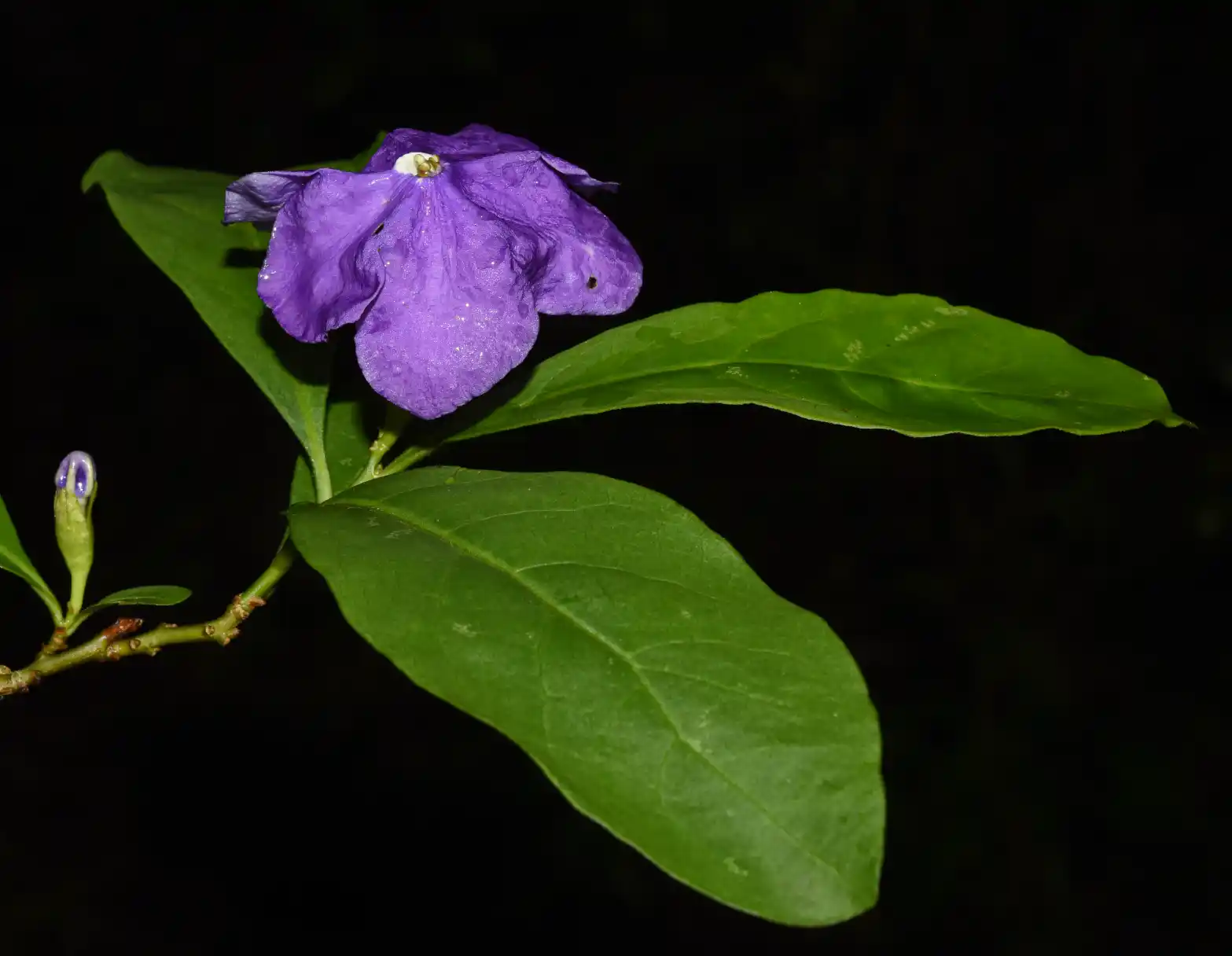 Brunfelsia australis Benth.