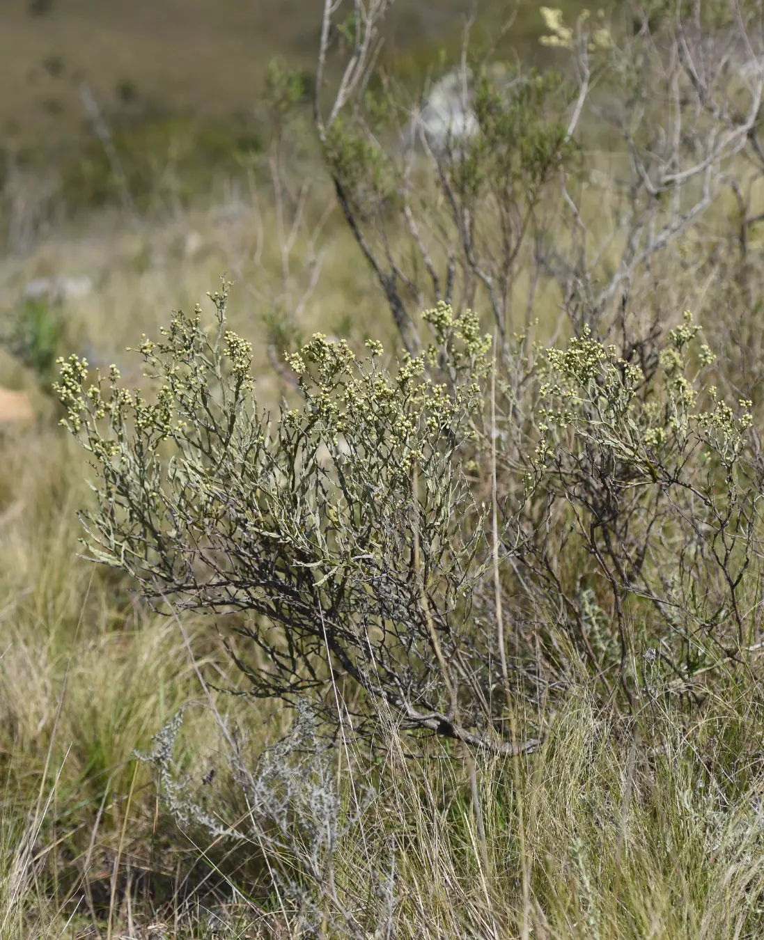 Baccharis articulata (Lam.) Pers.