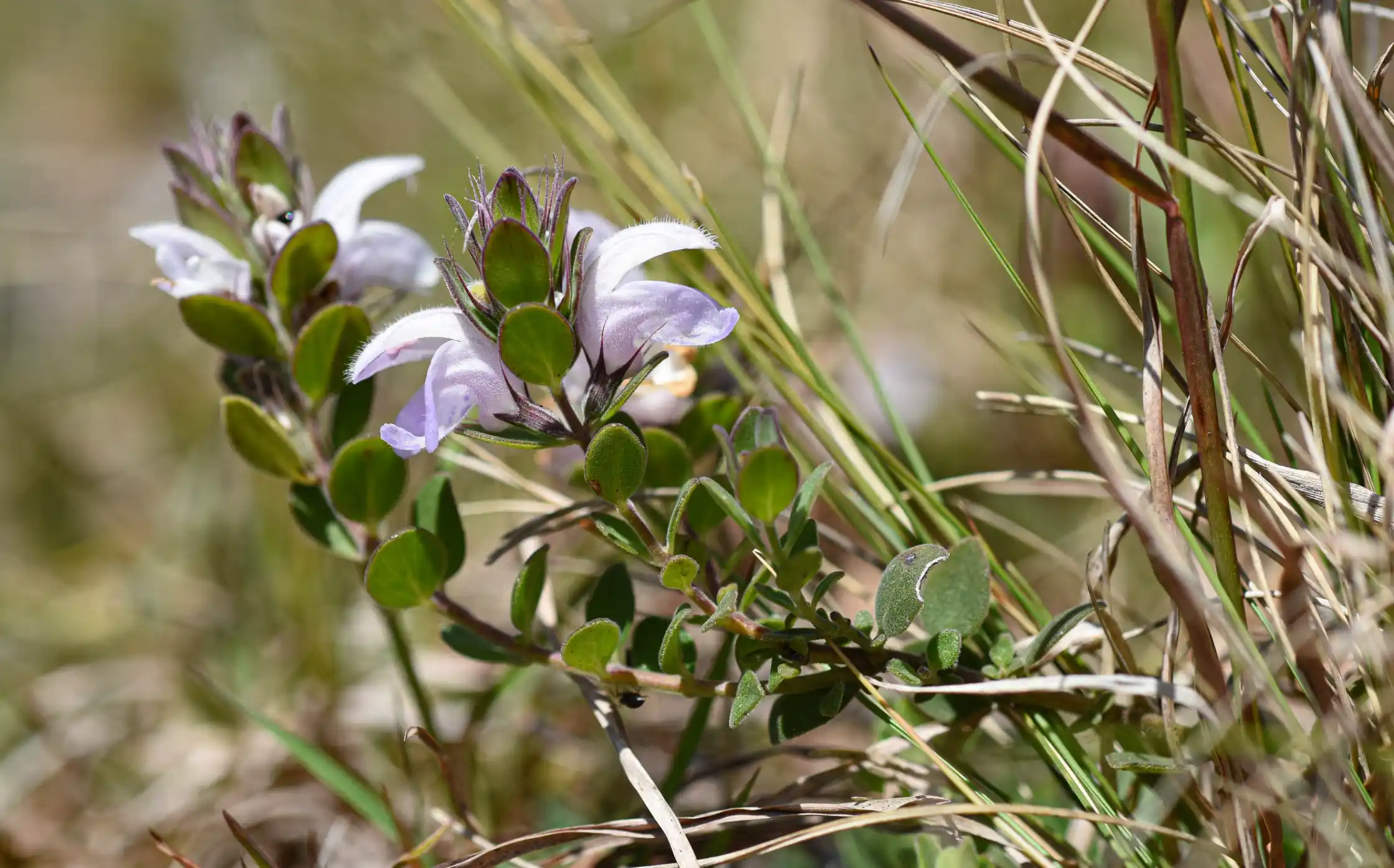 Glechon marifolia Benth.