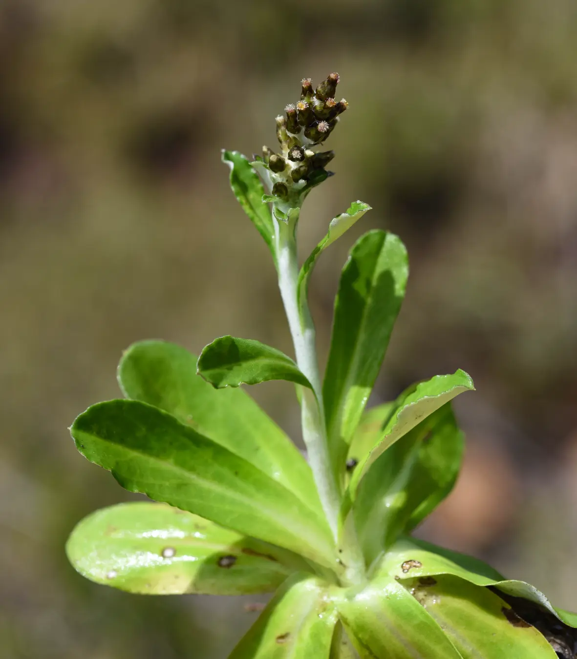 Gamochaeta americana (Mill.) Wedd.