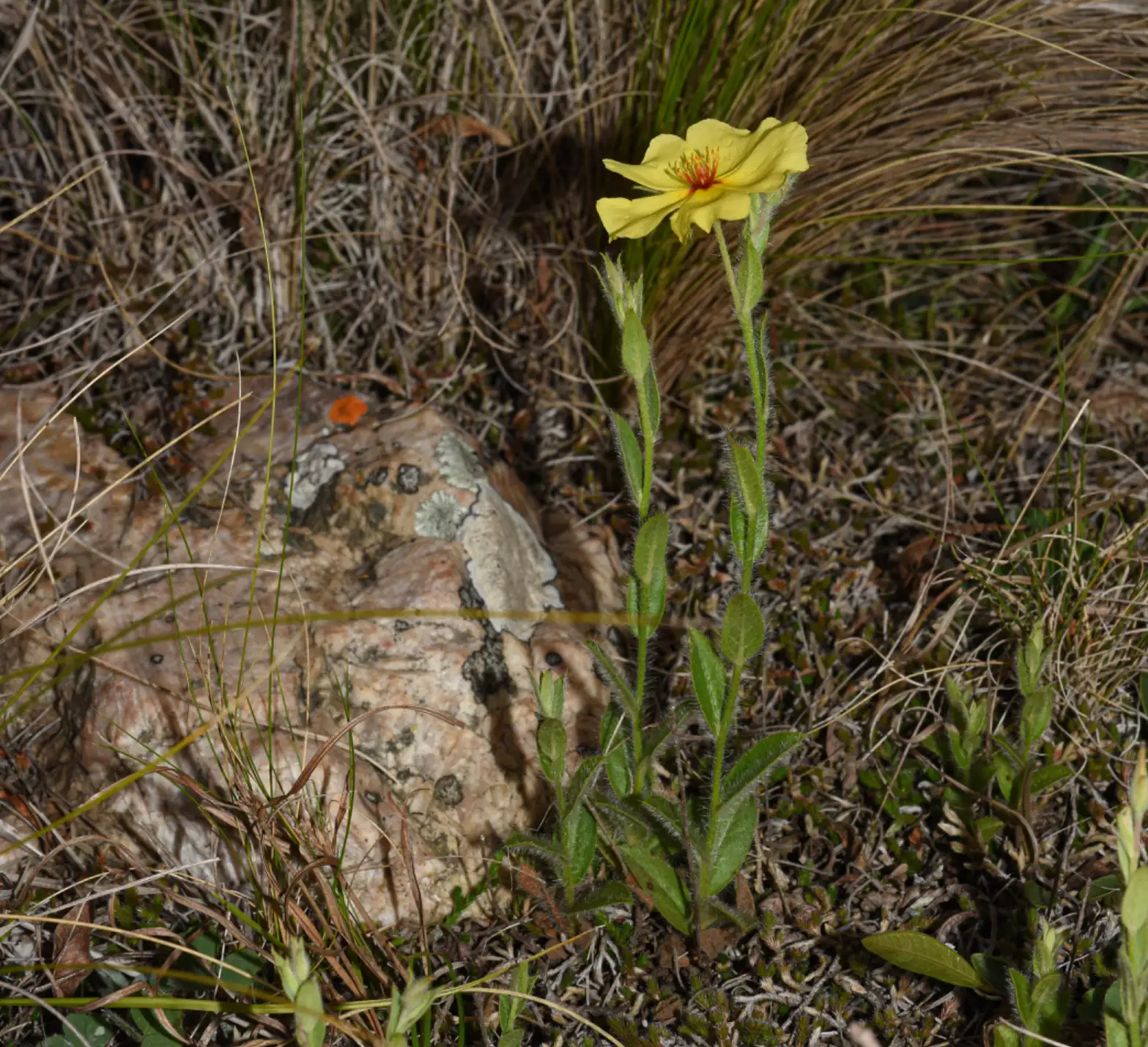 Crocanthemum brasiliense (Lam.) Spach