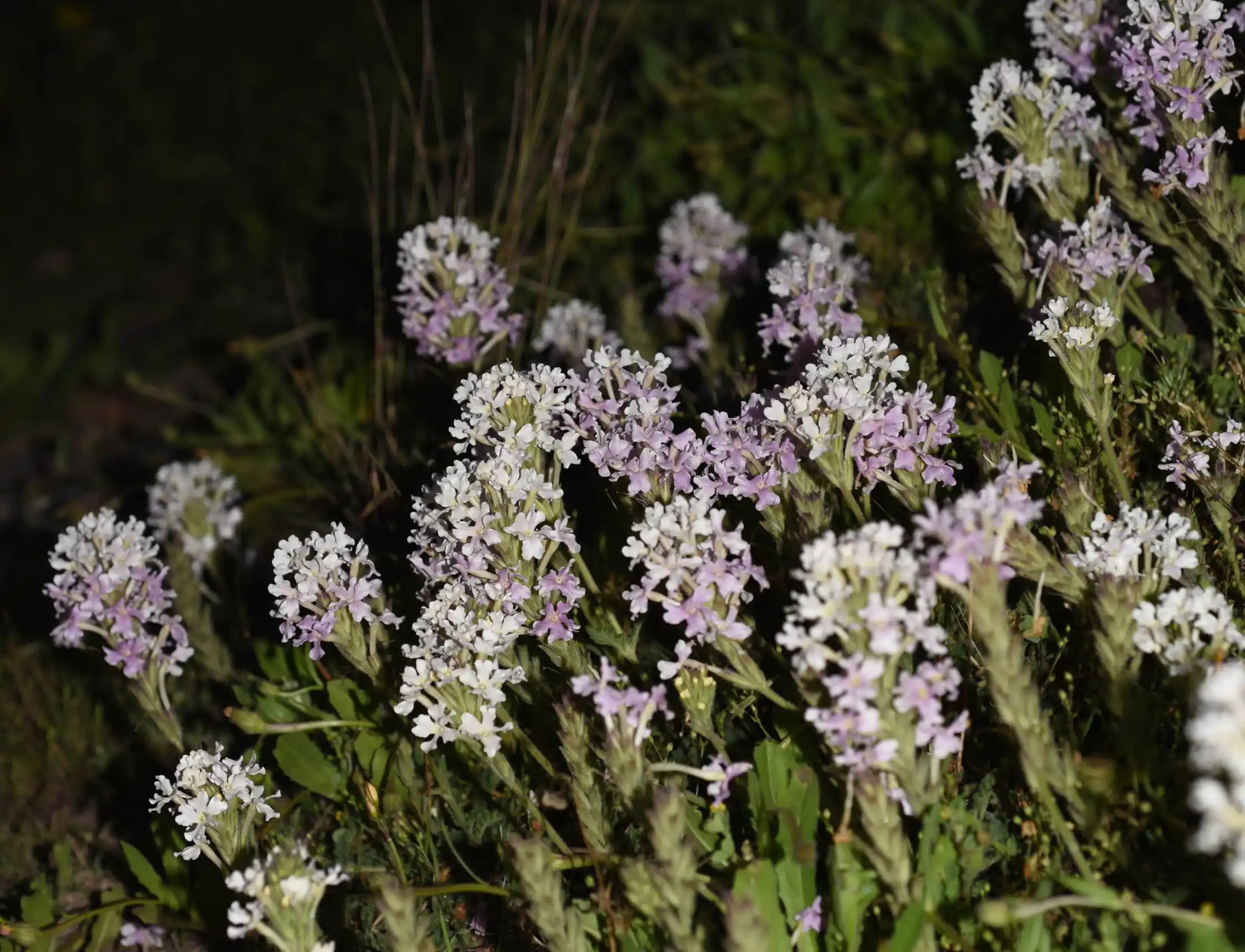Glandularia platensis (Spreng.) Schnack & Covas