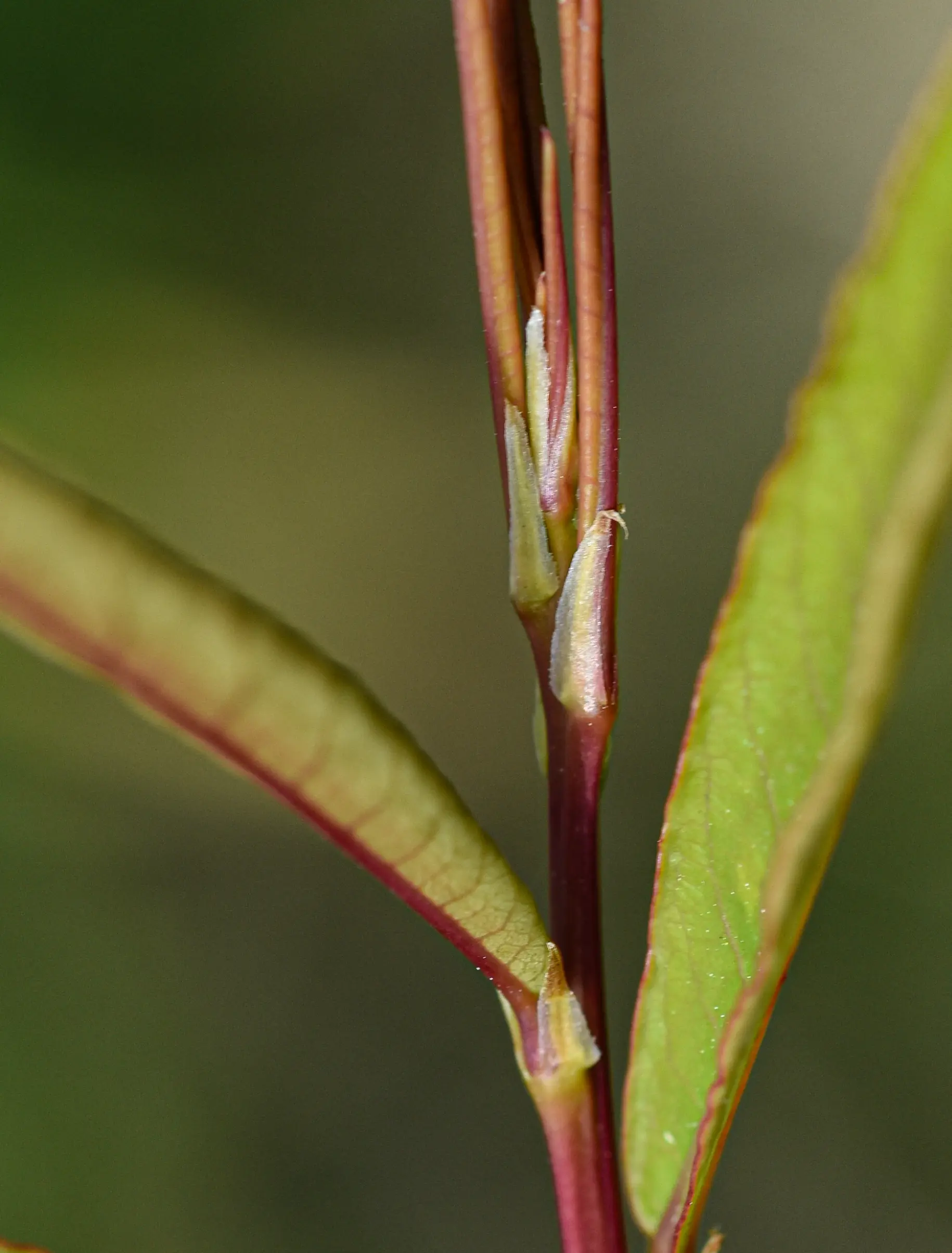 Phyllanthus sellowianus Müll.Arg.