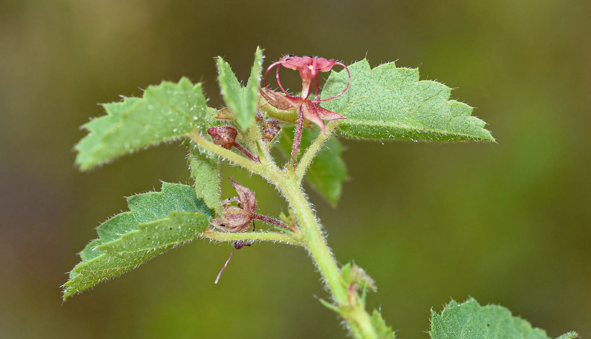 Ayenia mansfeldiana (Herter) Herter ex Cristóbal