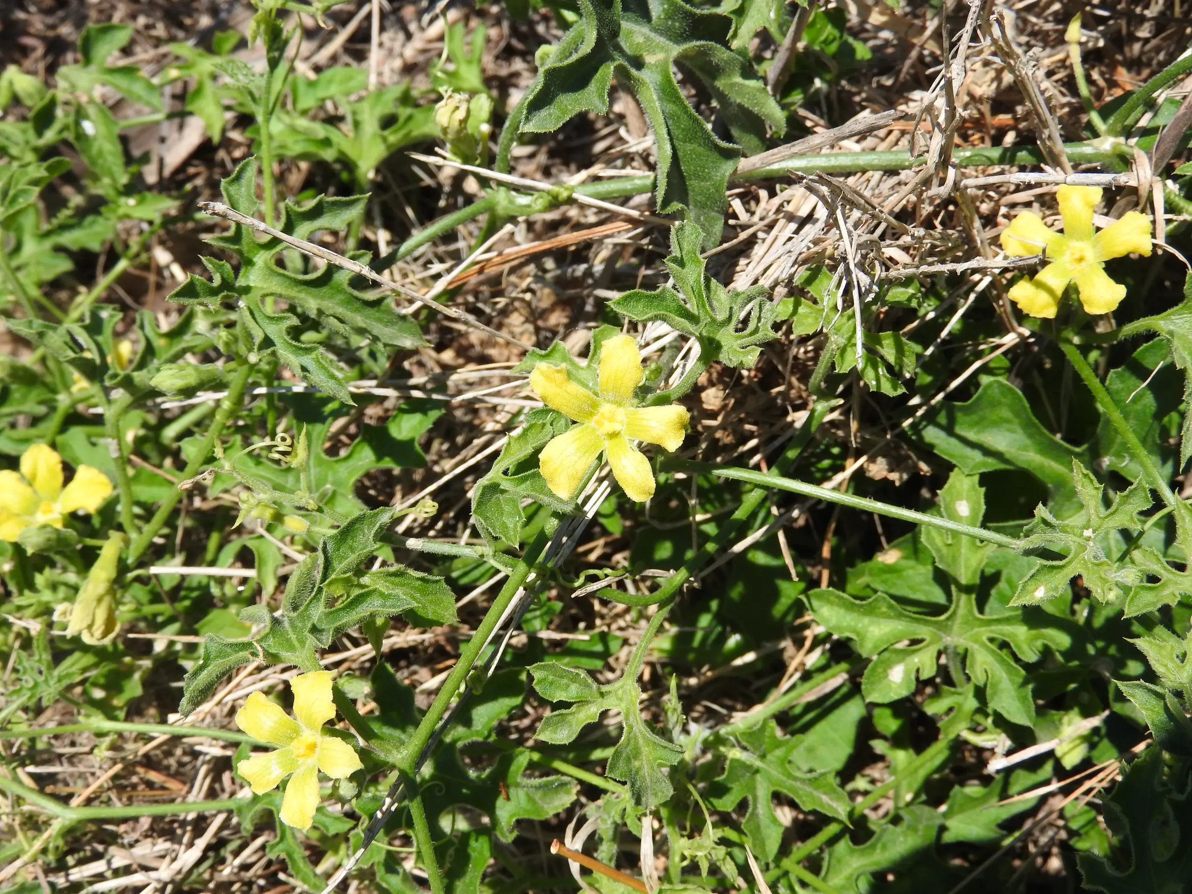 Cucurbitella asperata (Gillies ex Hook. & Arn.) Walp.