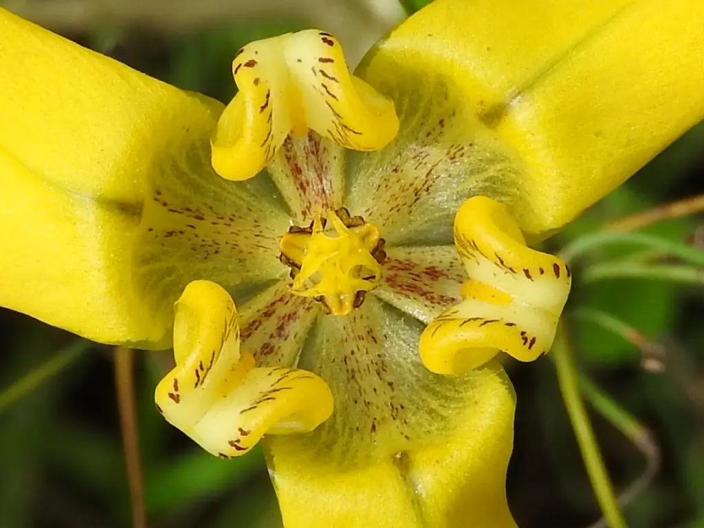Cypella herbertii subsp. brevicristata Ravenna