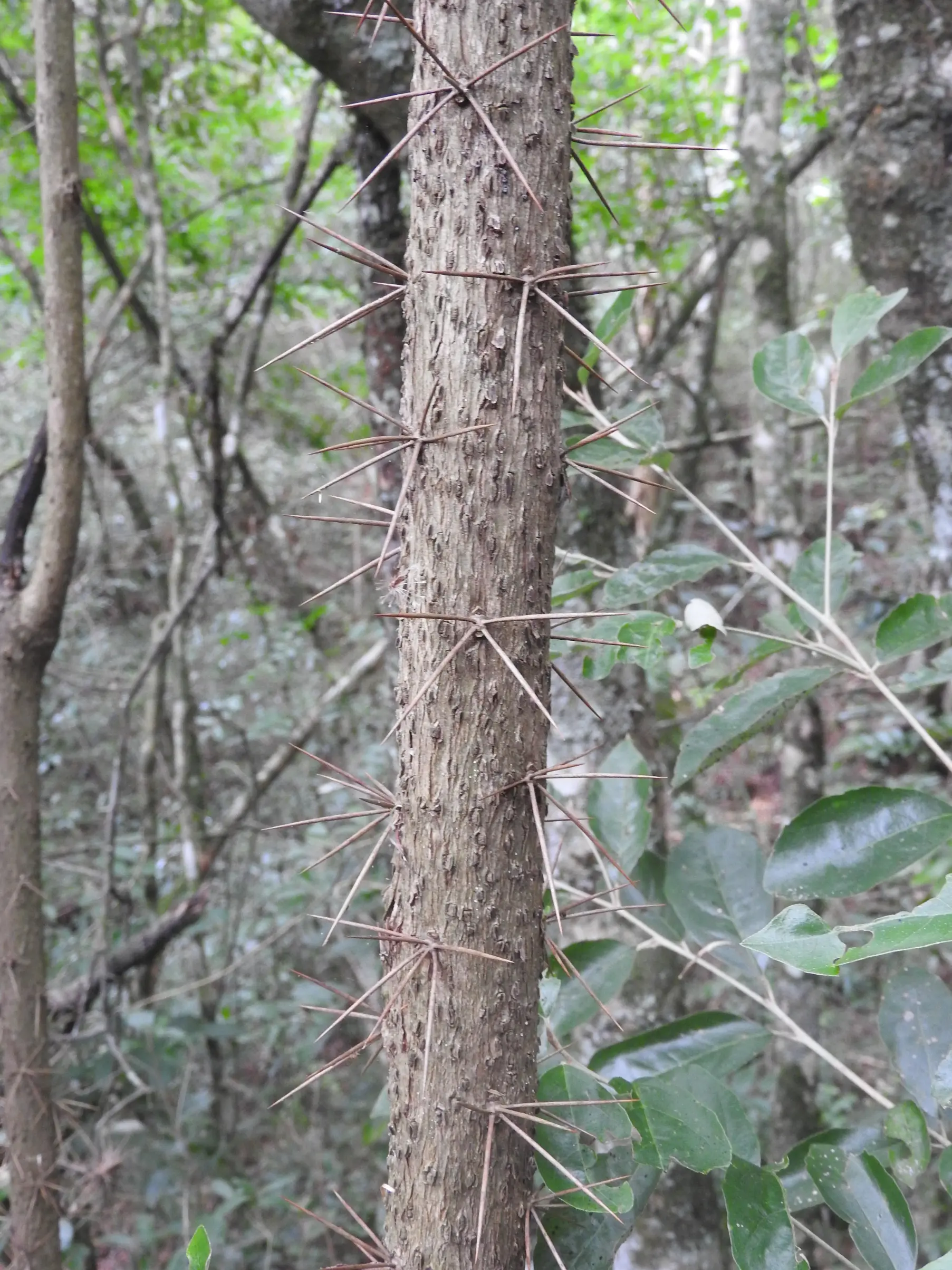 Dasyphyllum spinescens (Less.) Cabrera
