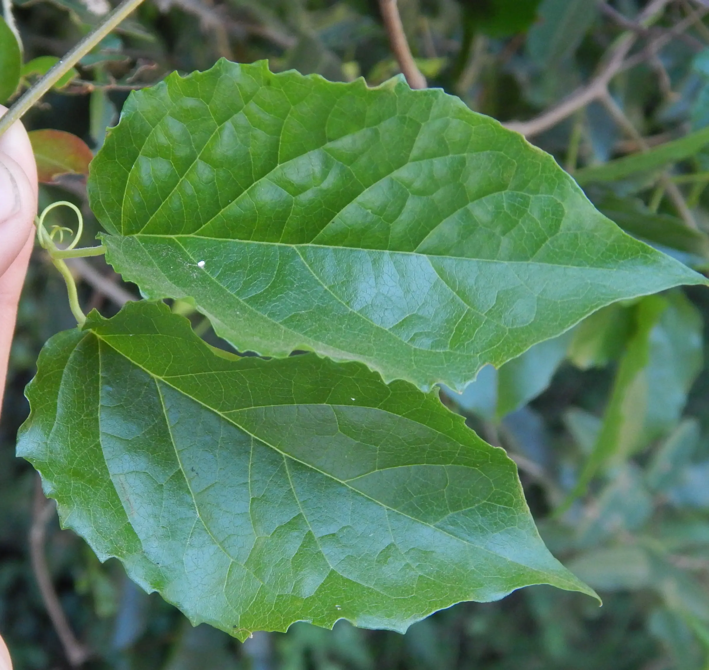Dolichandra dentata (K.Schum.) L.G.Lohmann
