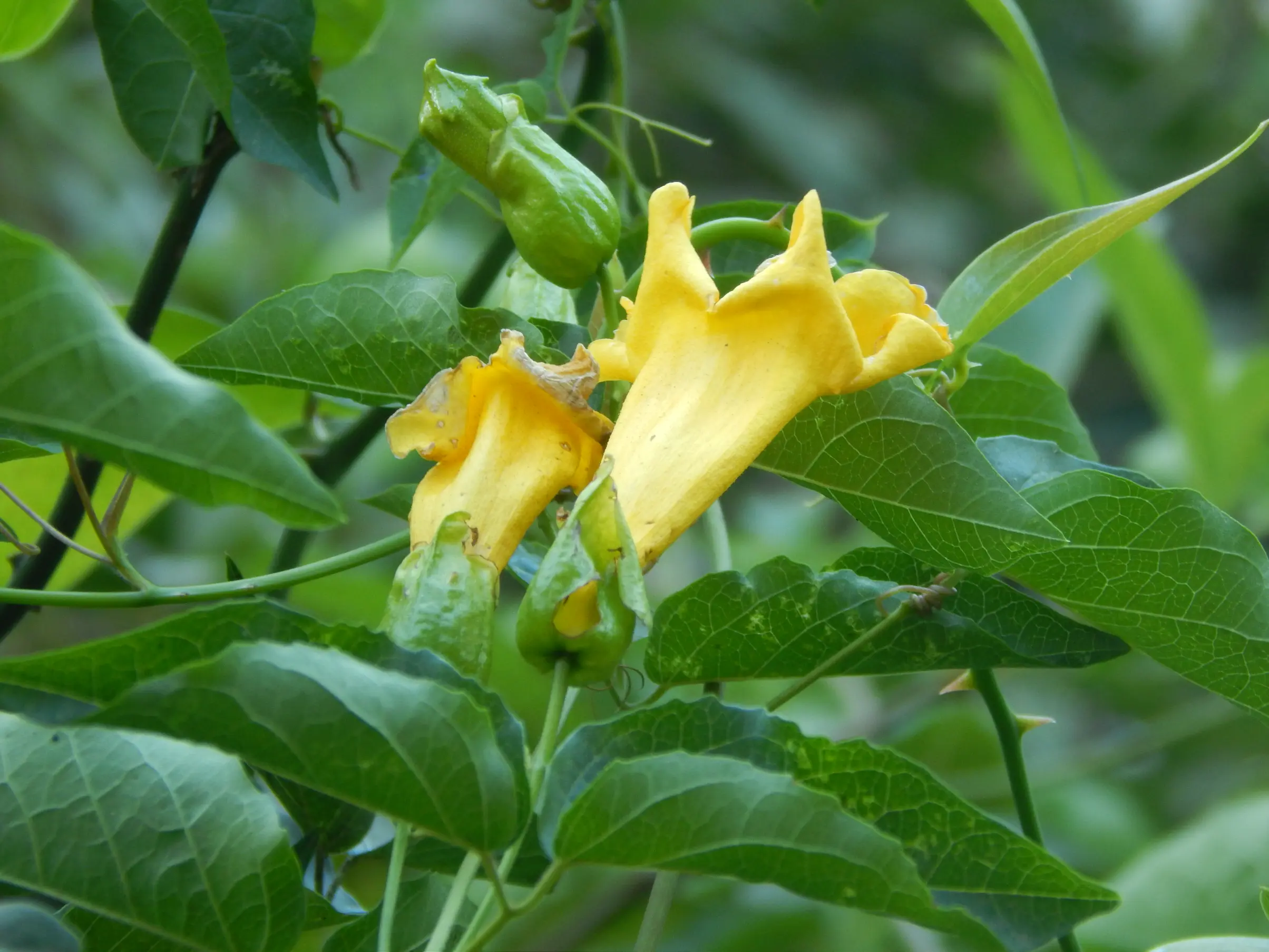 Dolichandra dentata (K.Schum.) L.G.Lohmann