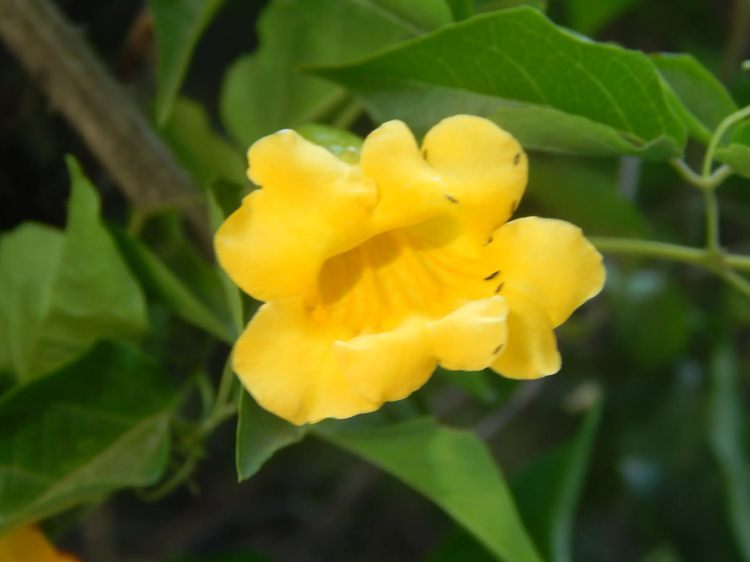 Dolichandra dentata (K.Schum.) L.G.Lohmann