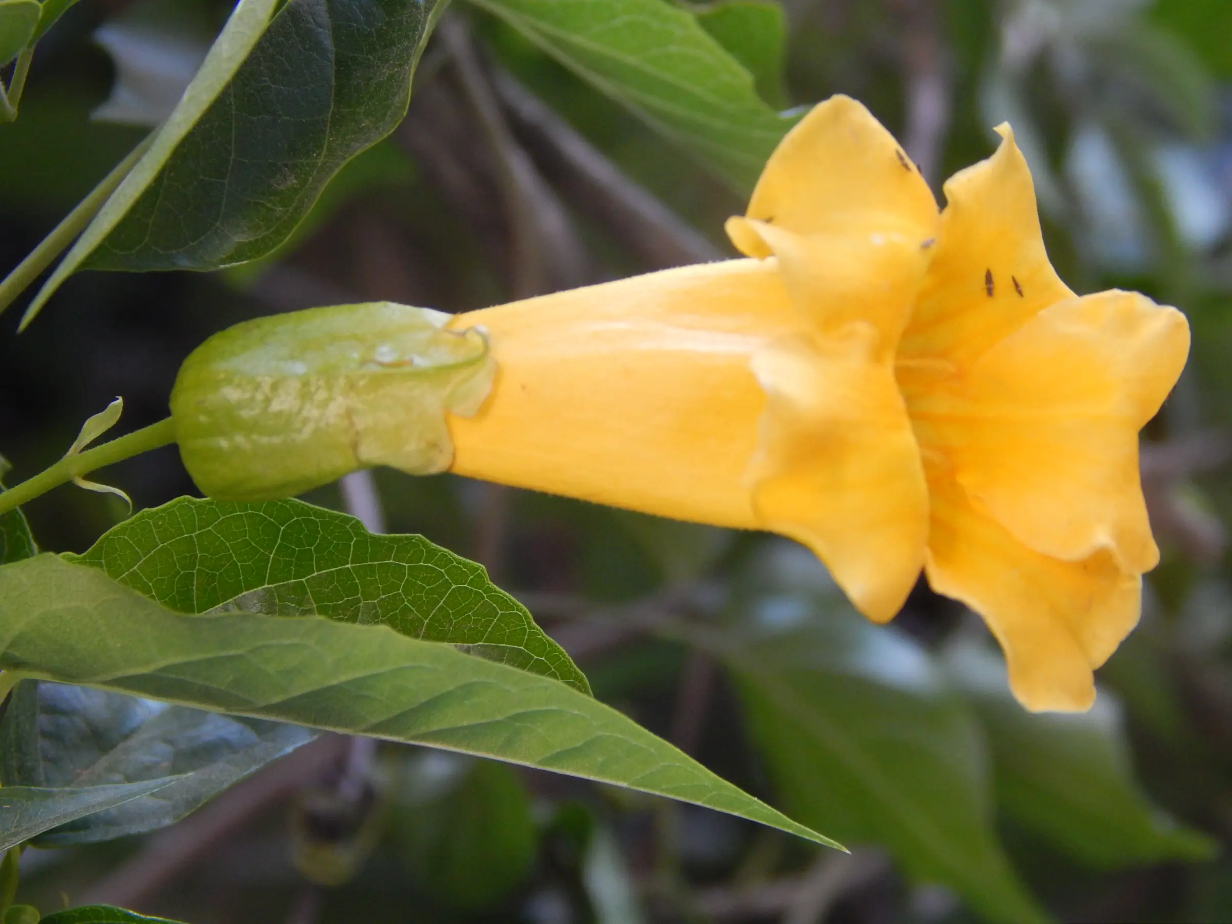 Dolichandra dentata (K.Schum.) L.G.Lohmann