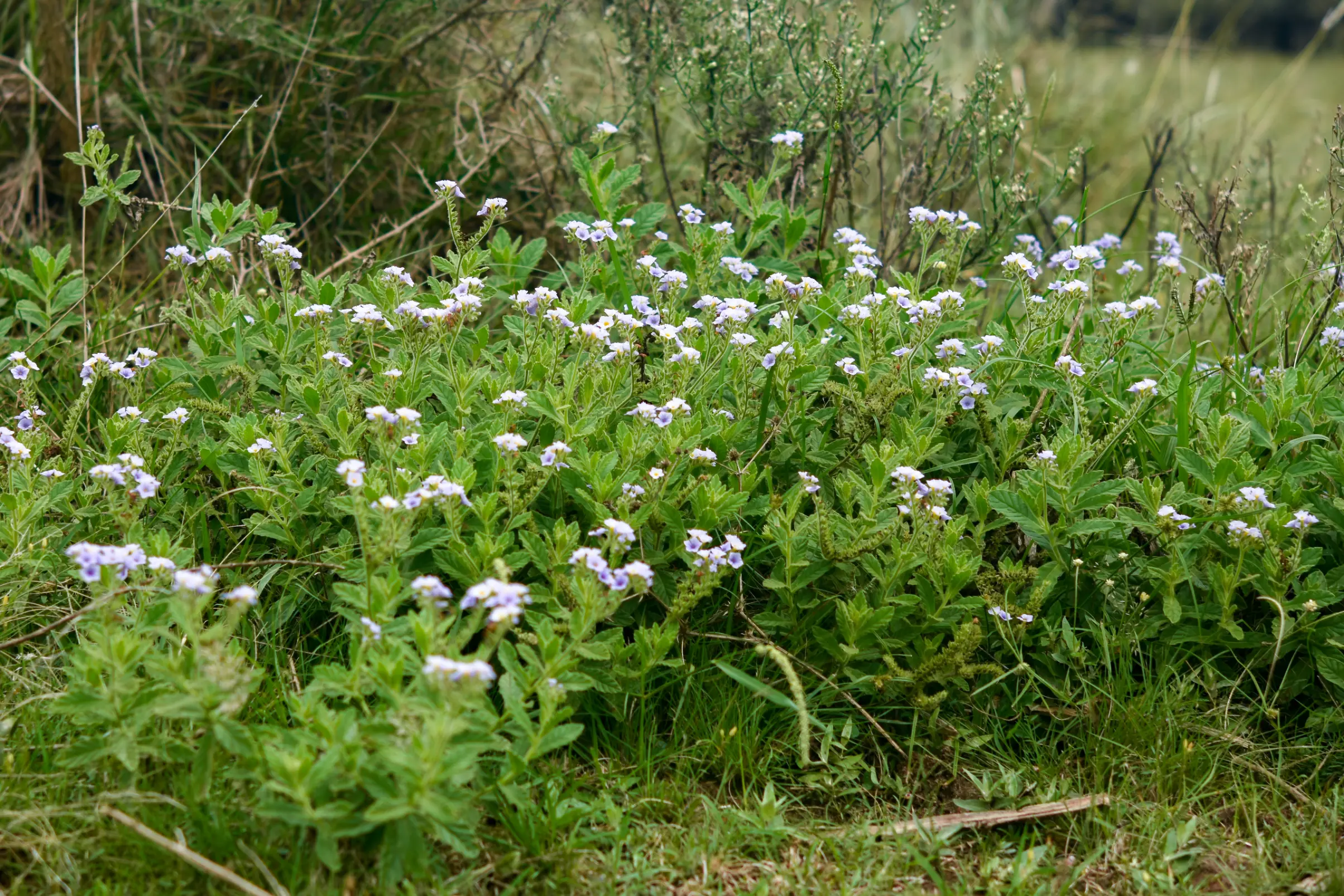 Heliotropium amplexicaule Vahl