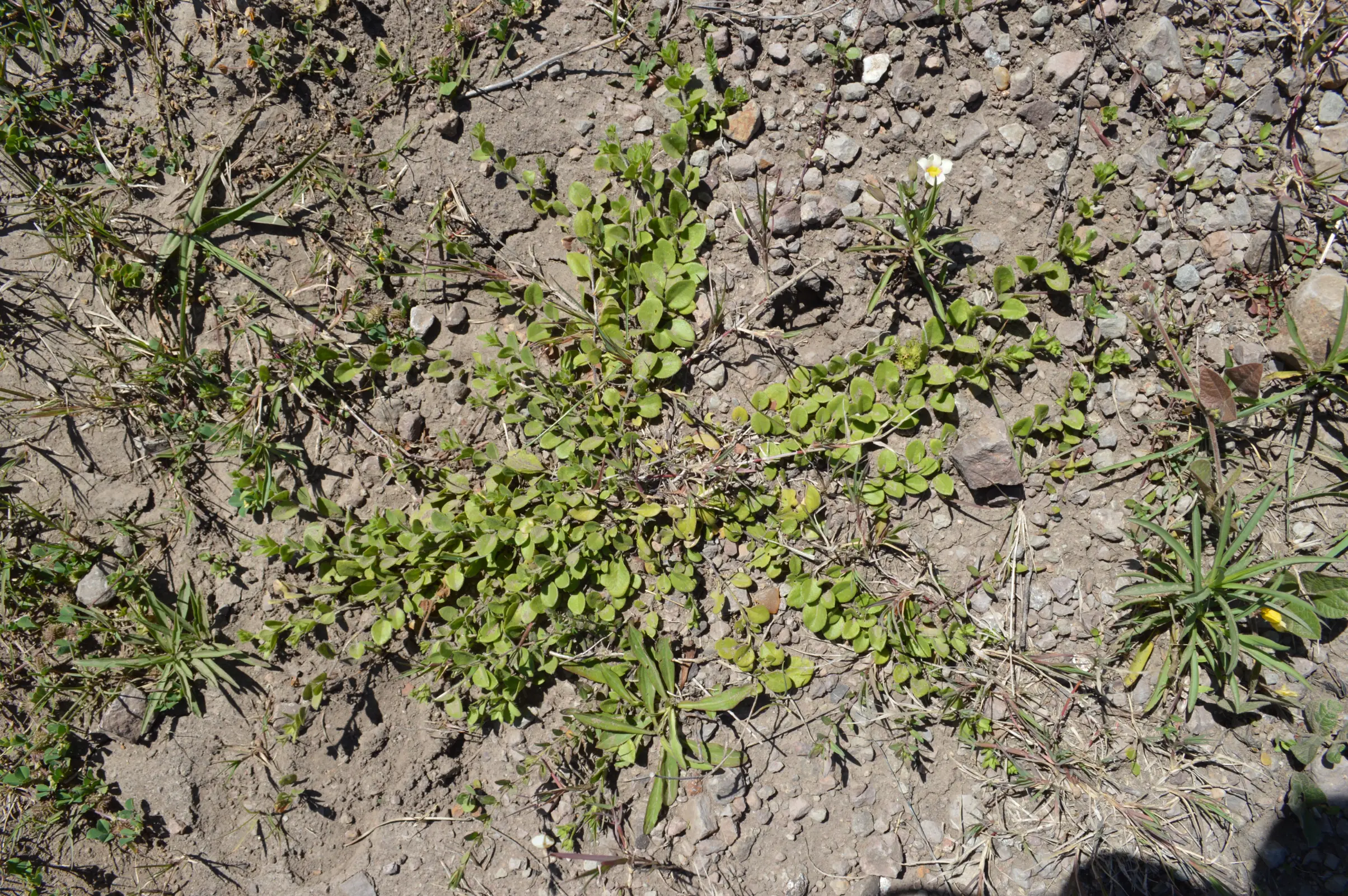 Nierembergia calycina Hook.