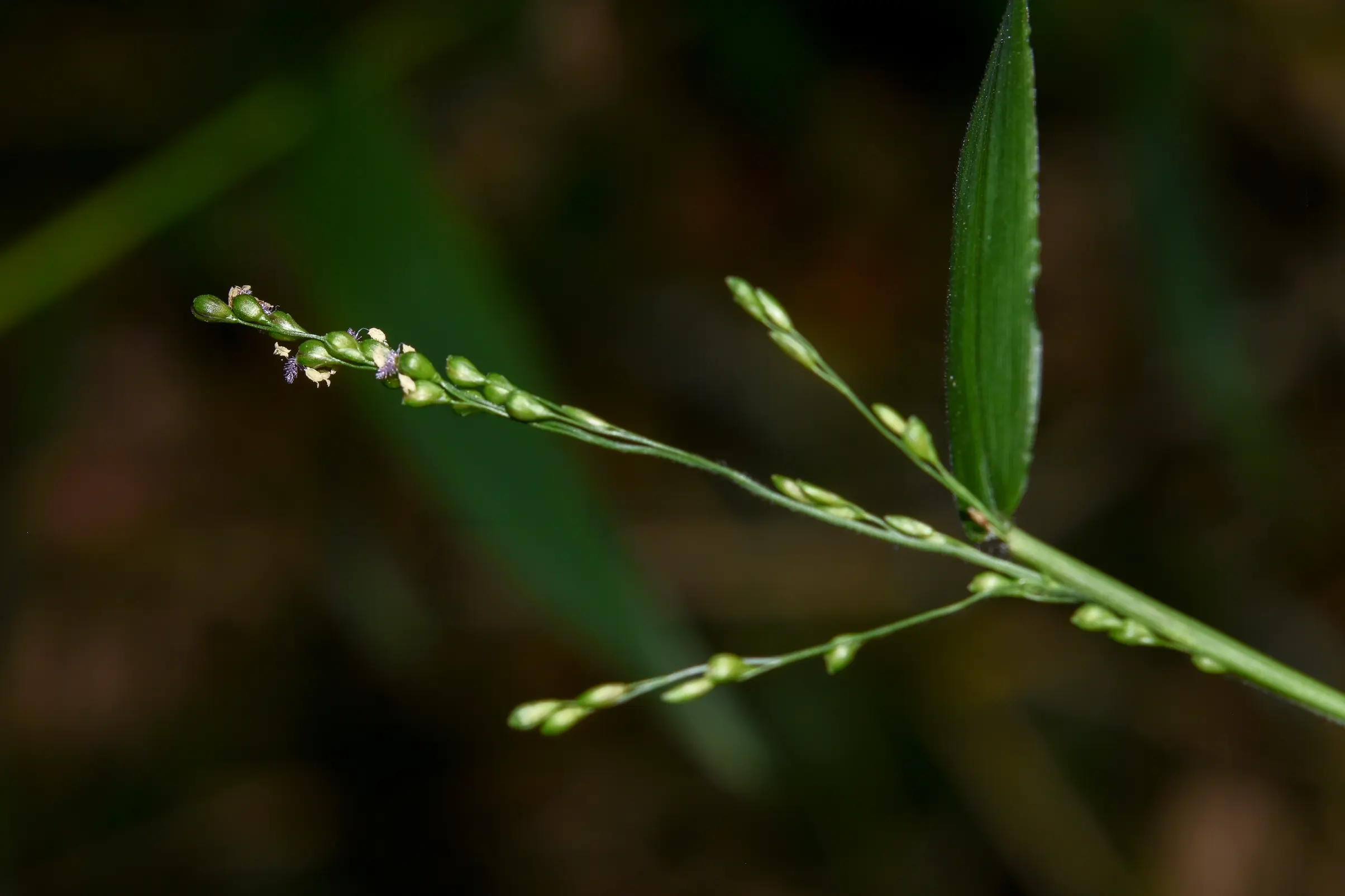 Panicum sellowii Nees