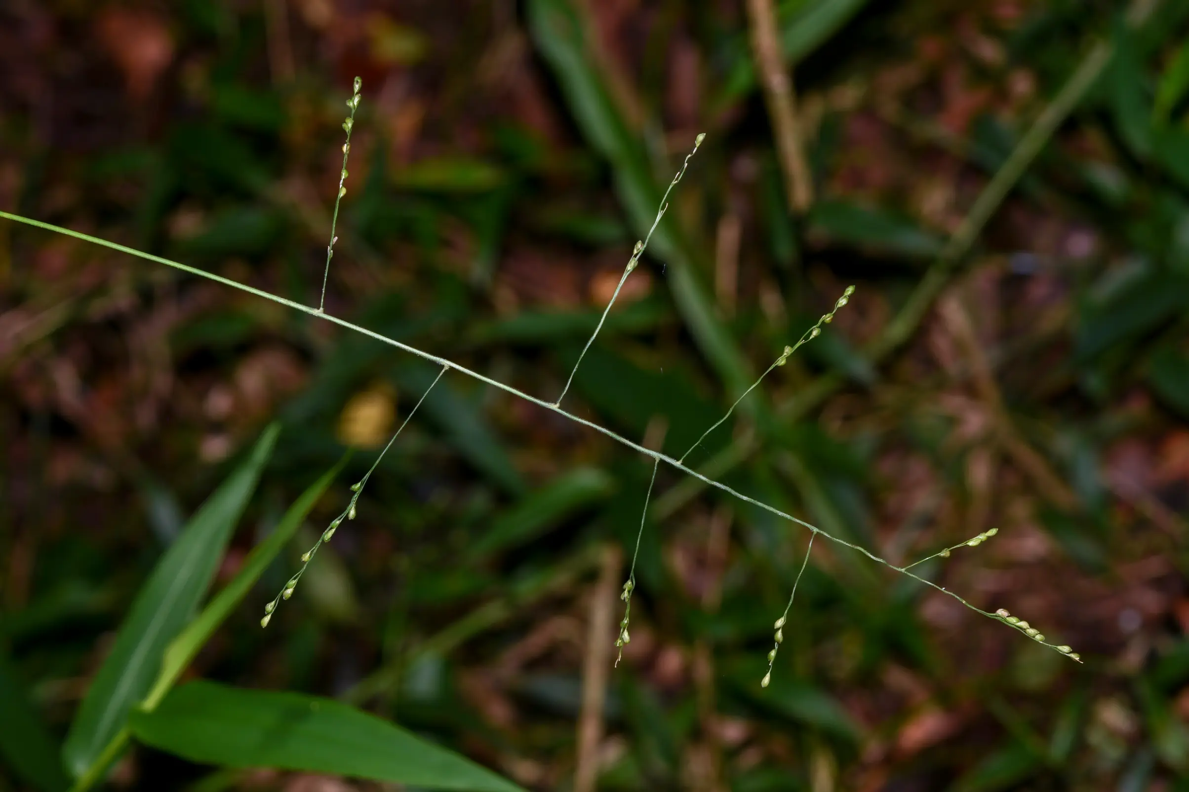 Panicum sellowii Nees