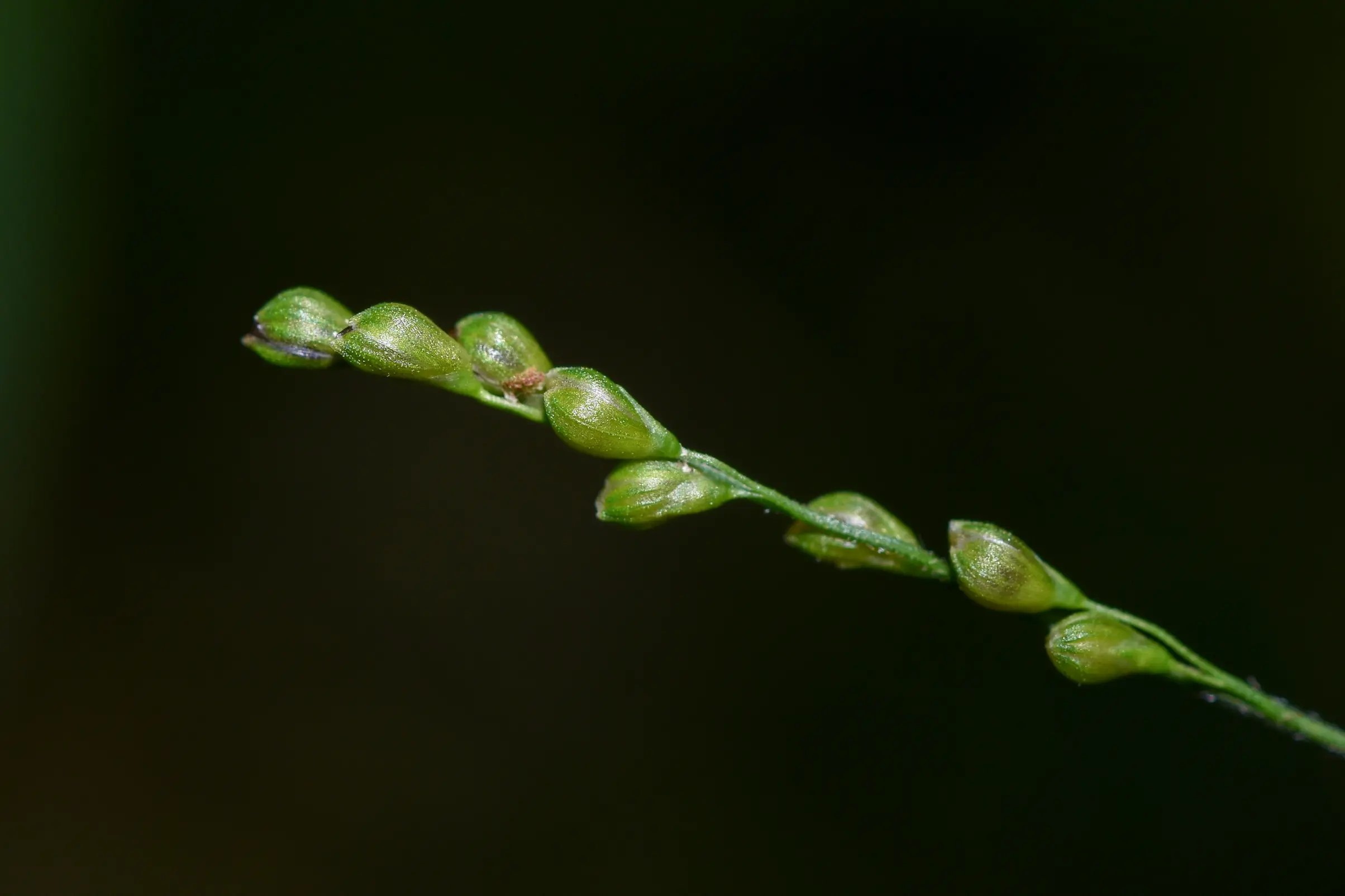 Panicum sellowii Nees