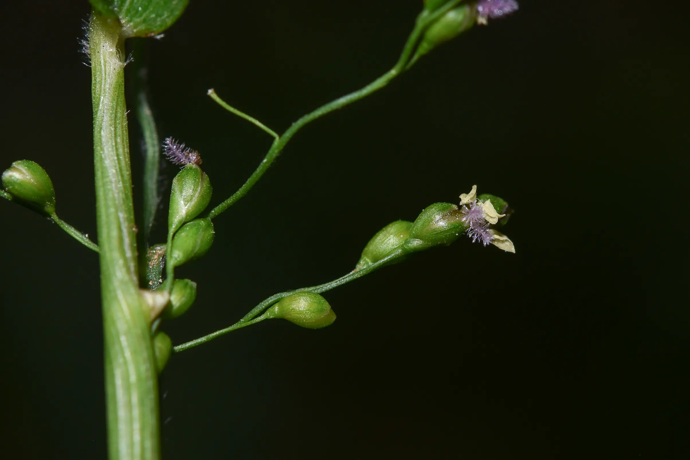 Panicum sellowii Nees