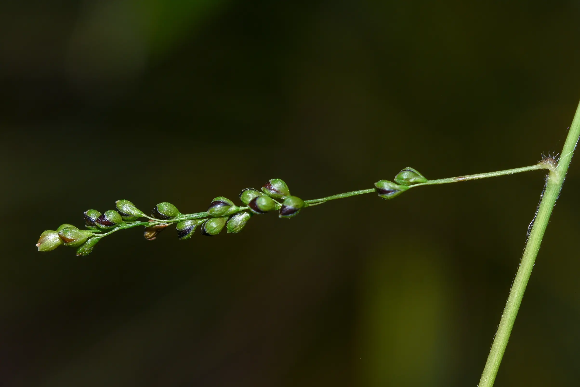 Panicum sellowii Nees