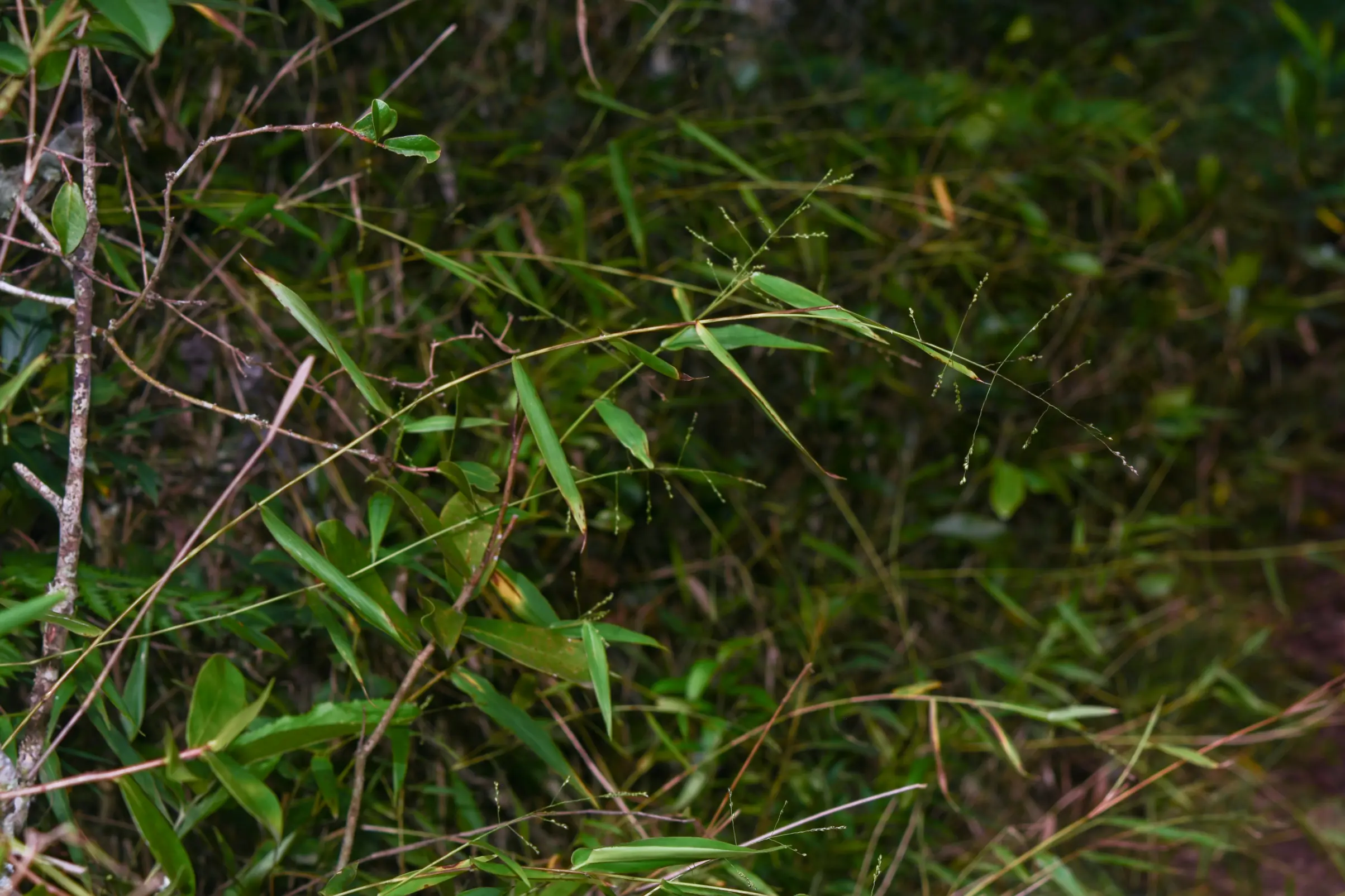 Panicum sellowii Nees