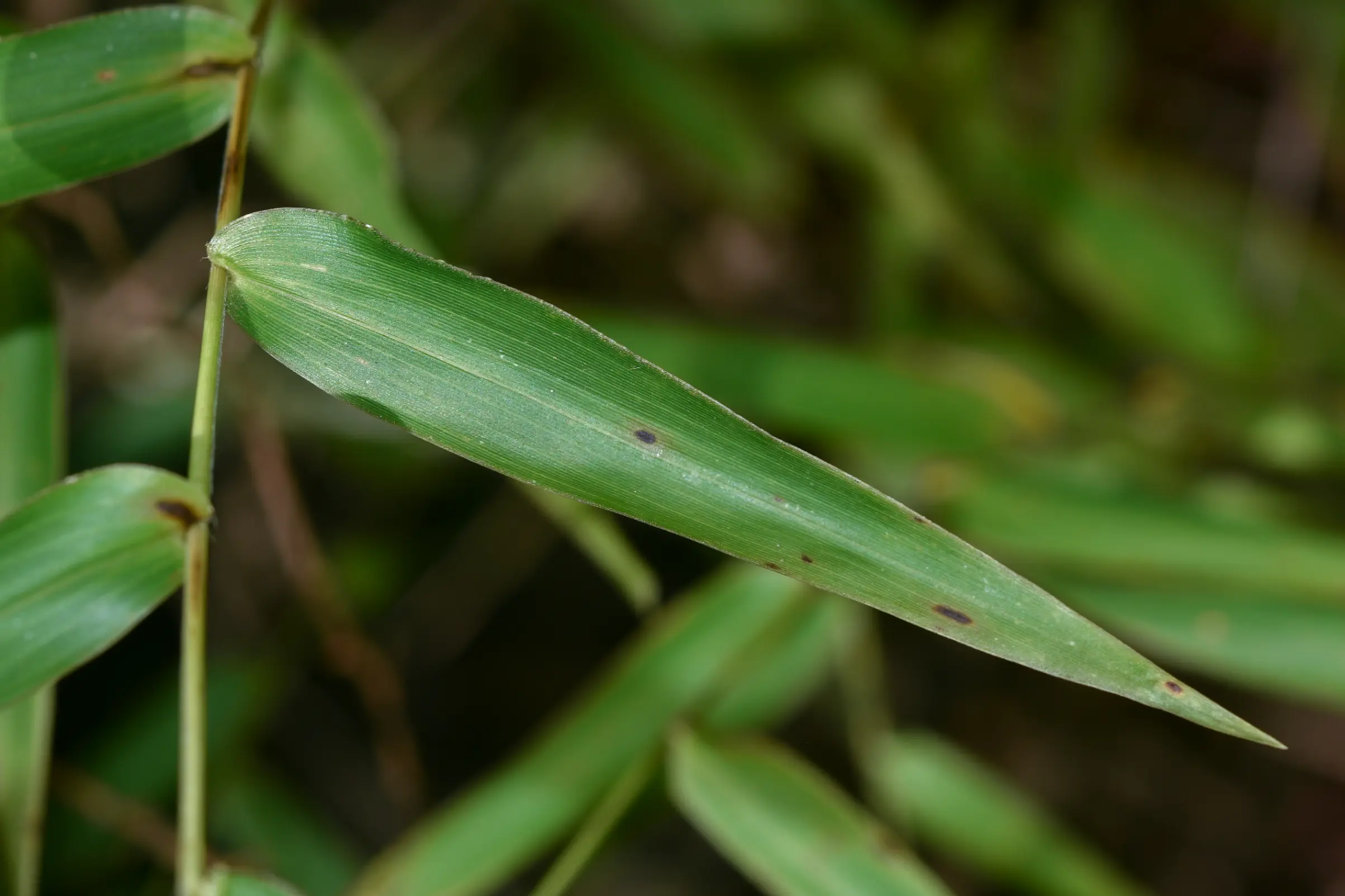 Panicum sellowii Nees