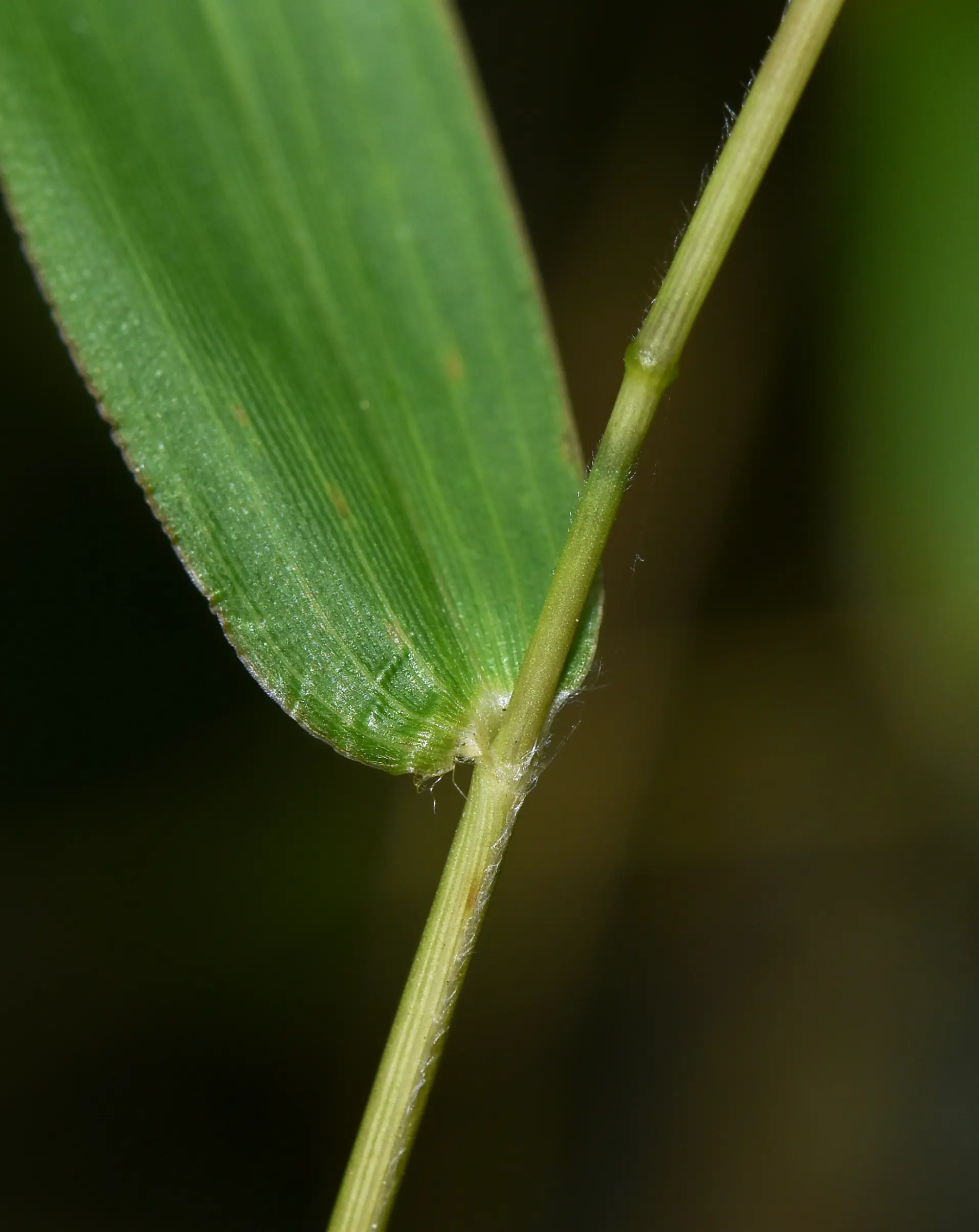 Panicum sellowii Nees