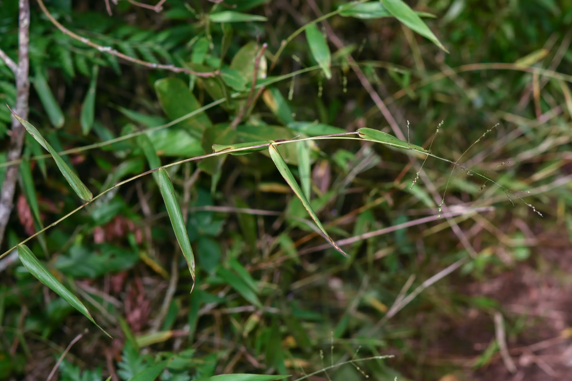 Panicum sellowii Nees