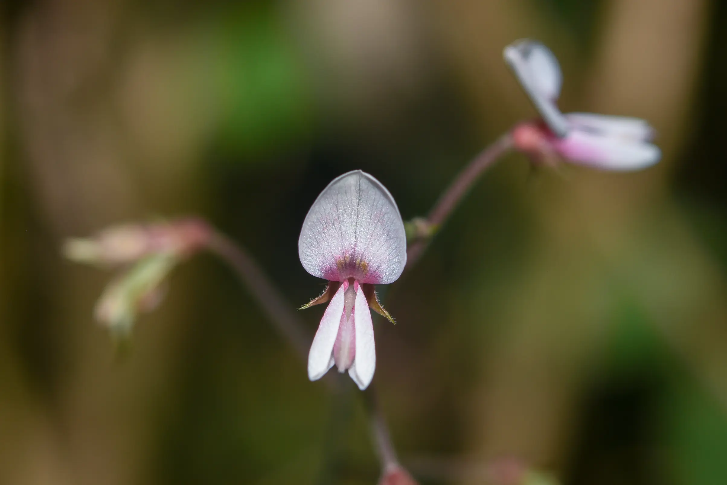 Desmodium affine Schltdl.