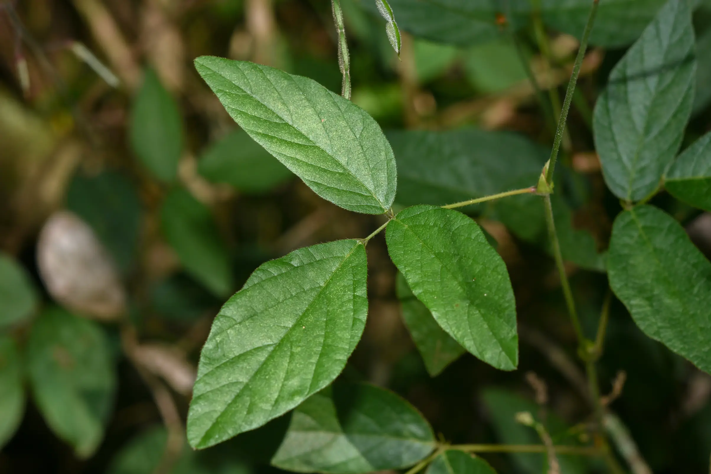 Desmodium affine Schltdl.