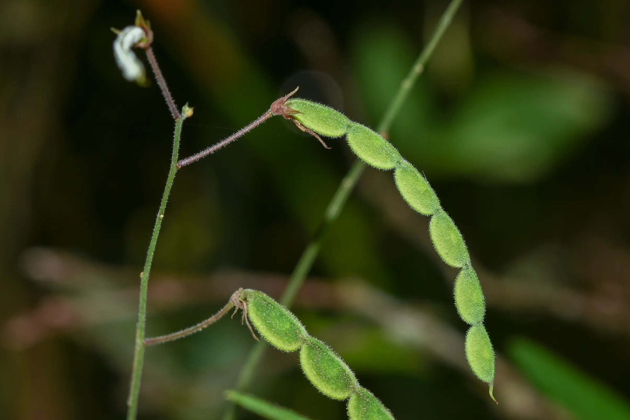 Desmodium affine Schltdl.