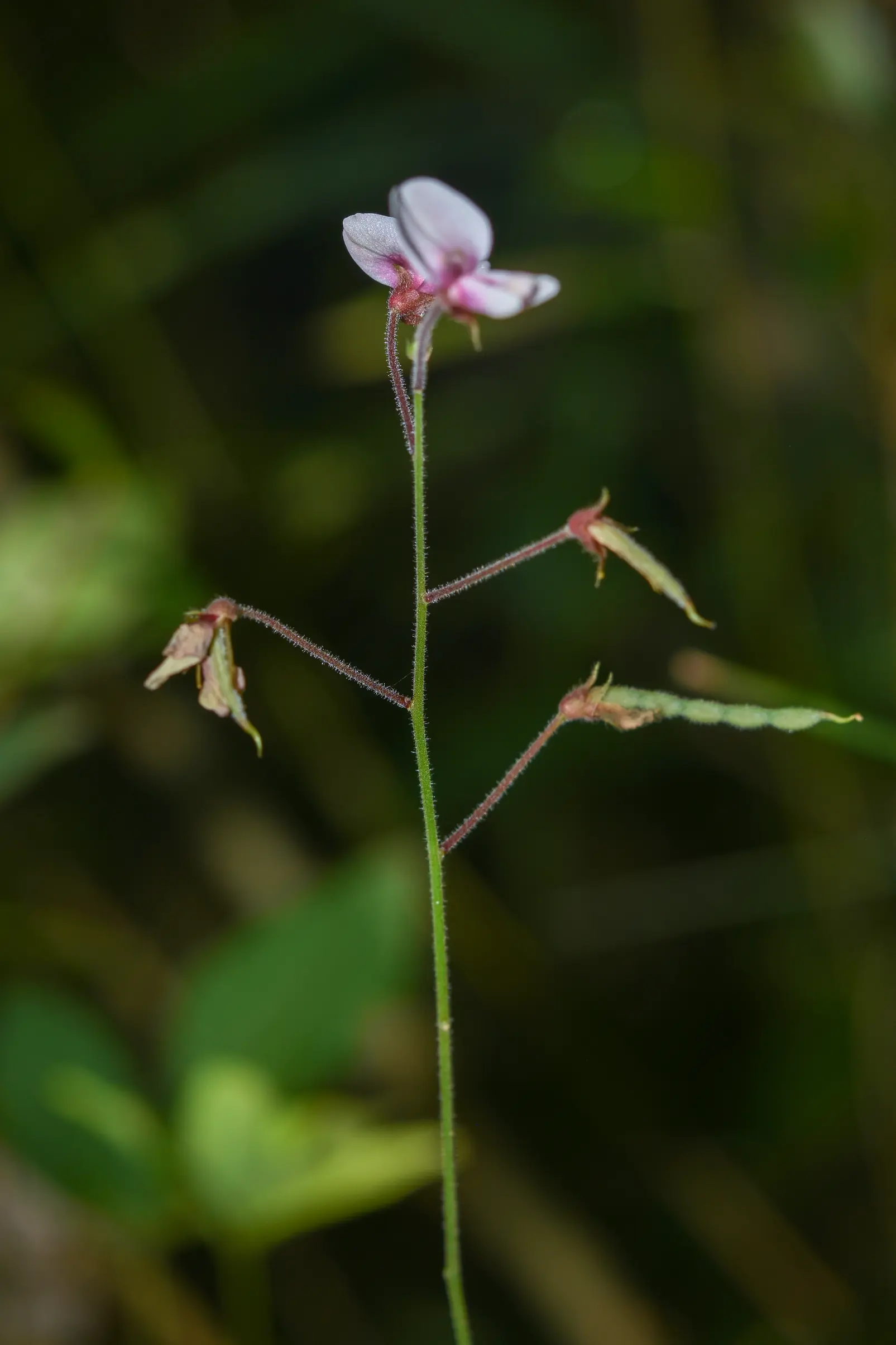 Desmodium affine Schltdl.