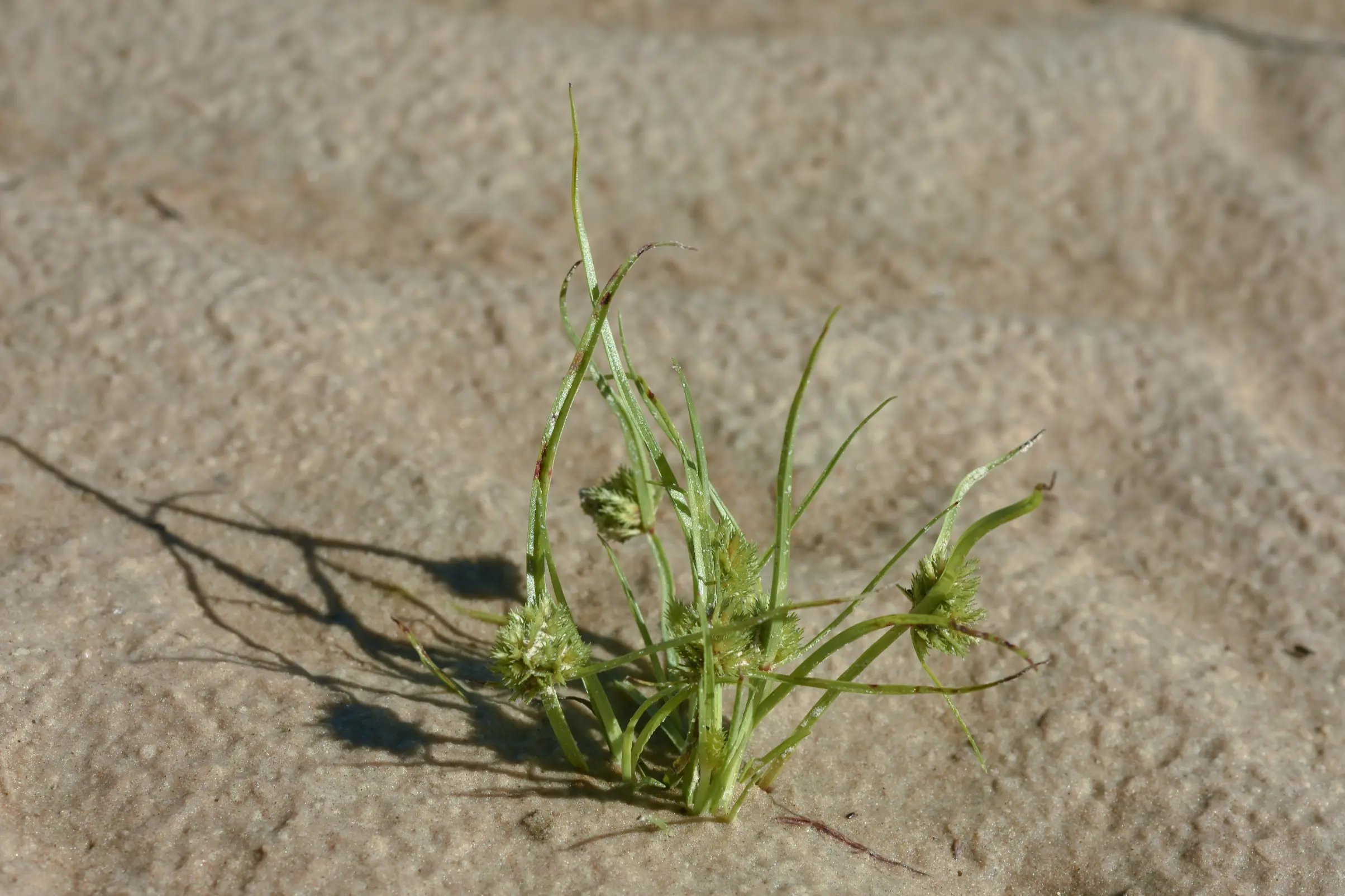Cyperus squarrosus L.