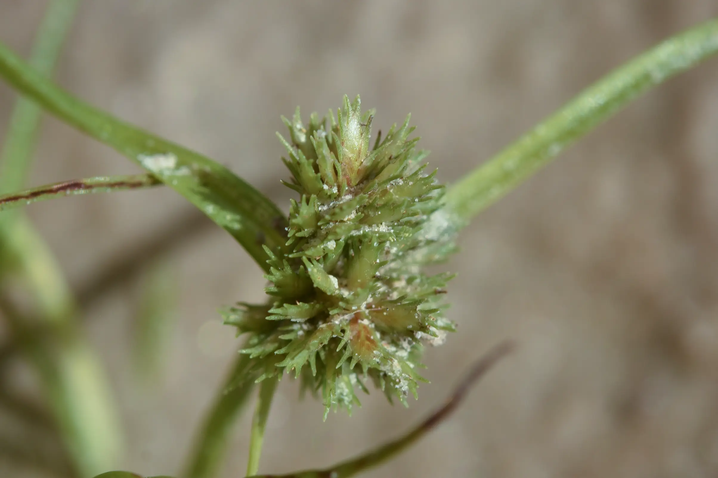 Cyperus squarrosus L.