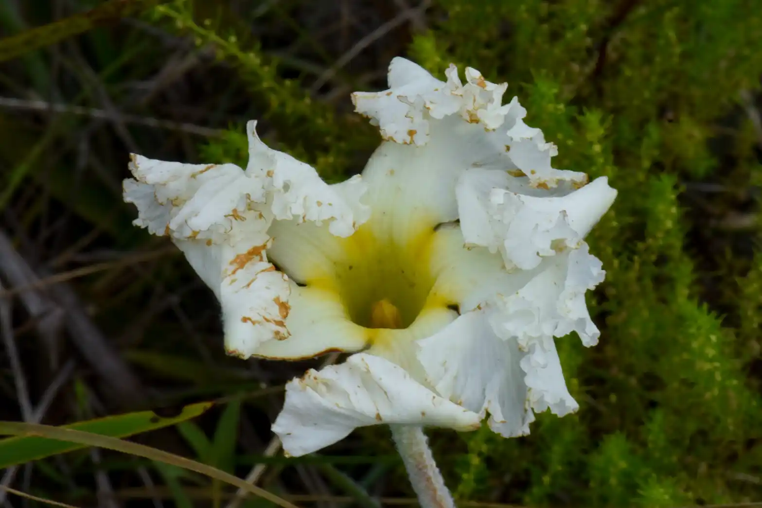 Mandevilla longiflora (Desf.) Pichon