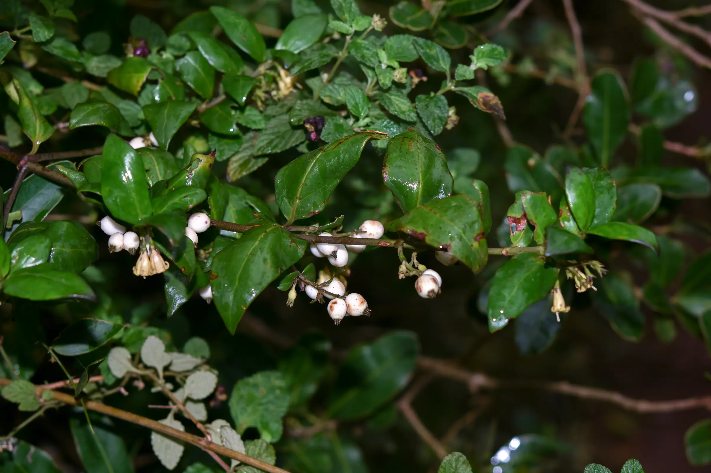 Chiococca alba (L.) Hitchc.