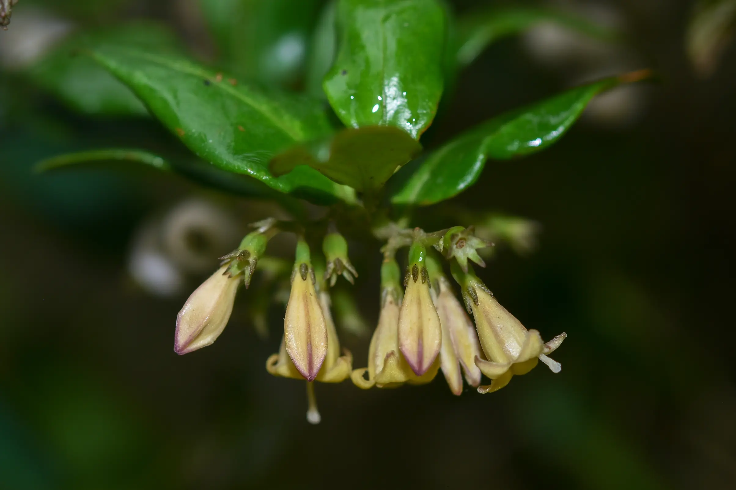 Chiococca alba (L.) Hitchc.