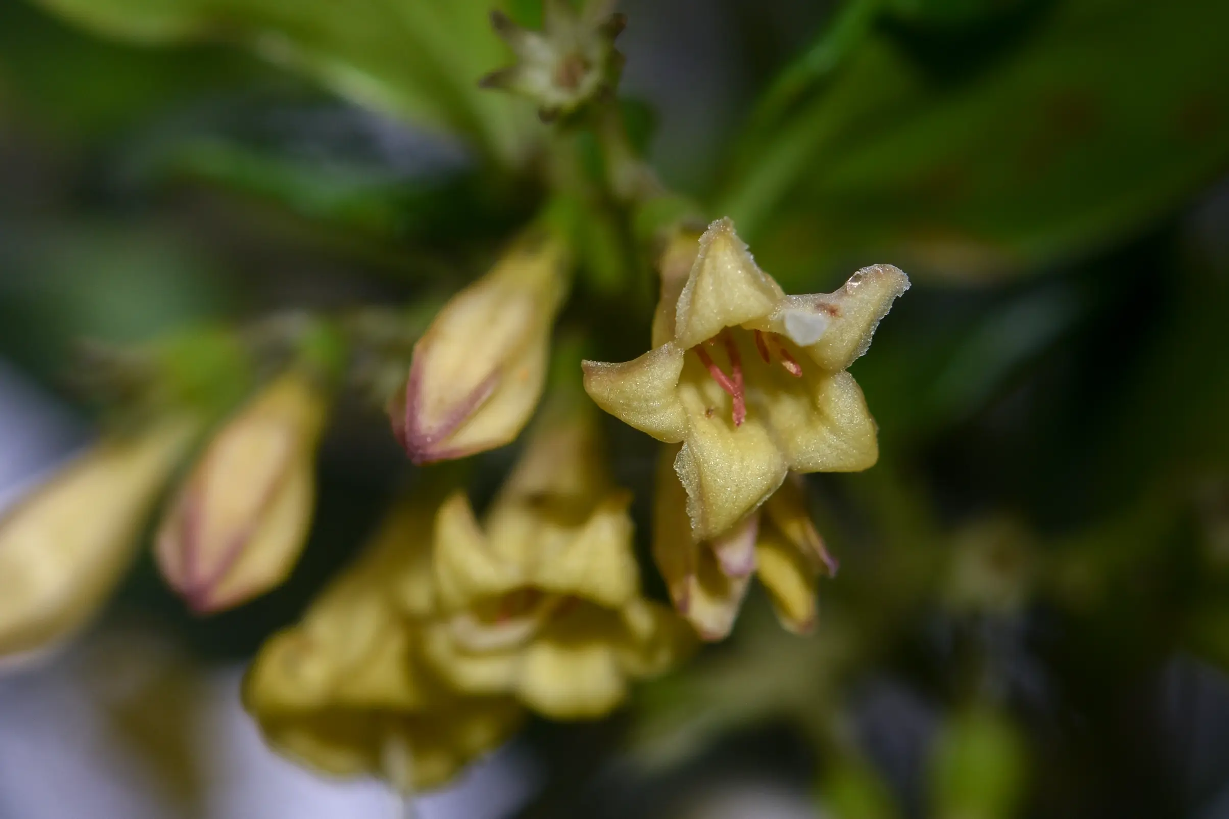 Chiococca alba (L.) Hitchc.