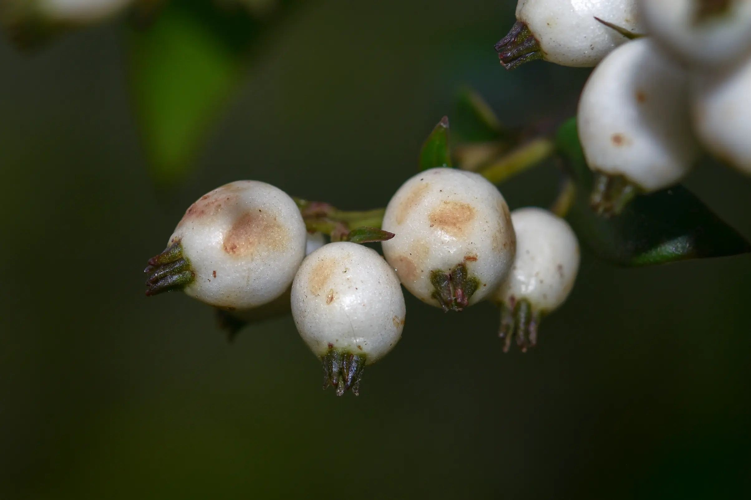 Chiococca alba (L.) Hitchc.