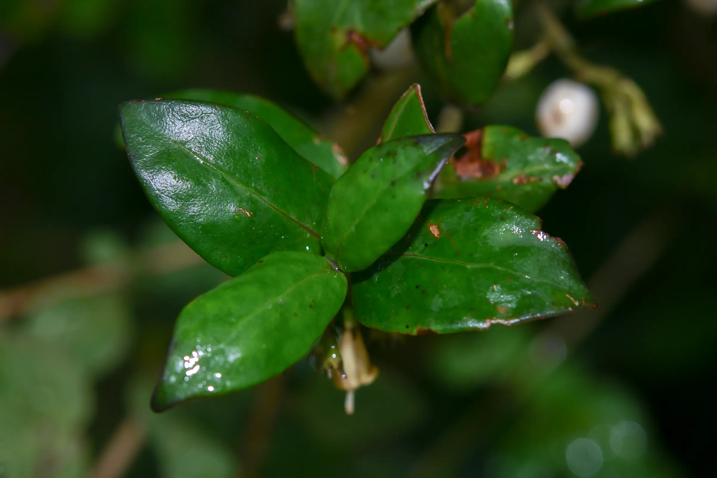Chiococca alba (L.) Hitchc.
