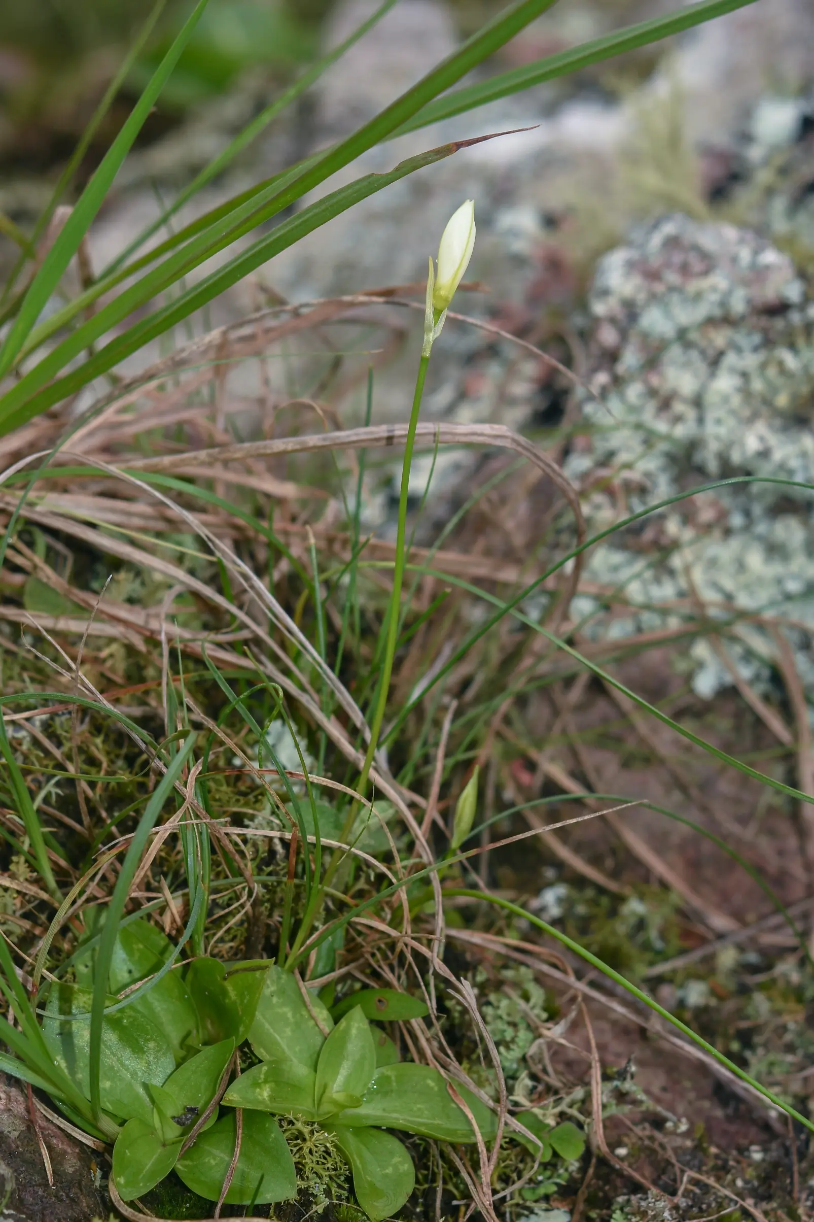 Nothoscordum marchesii Crosa