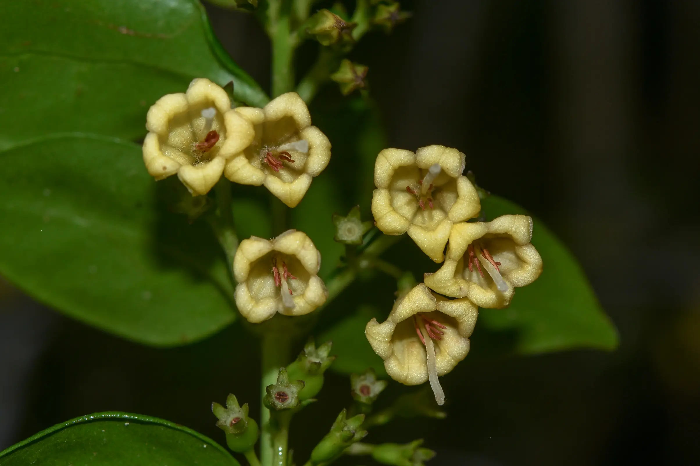 Chiococca alba (L.) Hitchc.